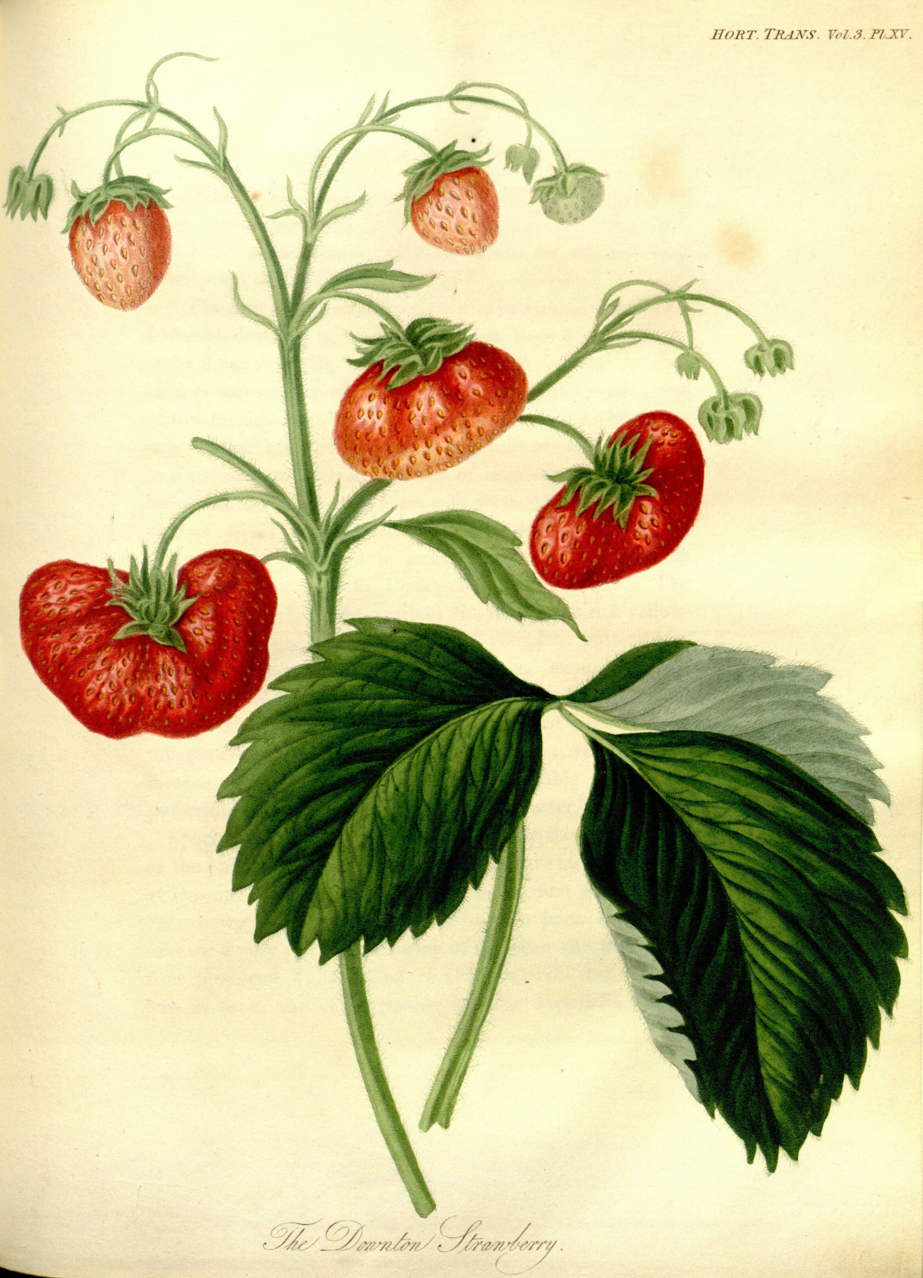 no full size  illustration available (3a)