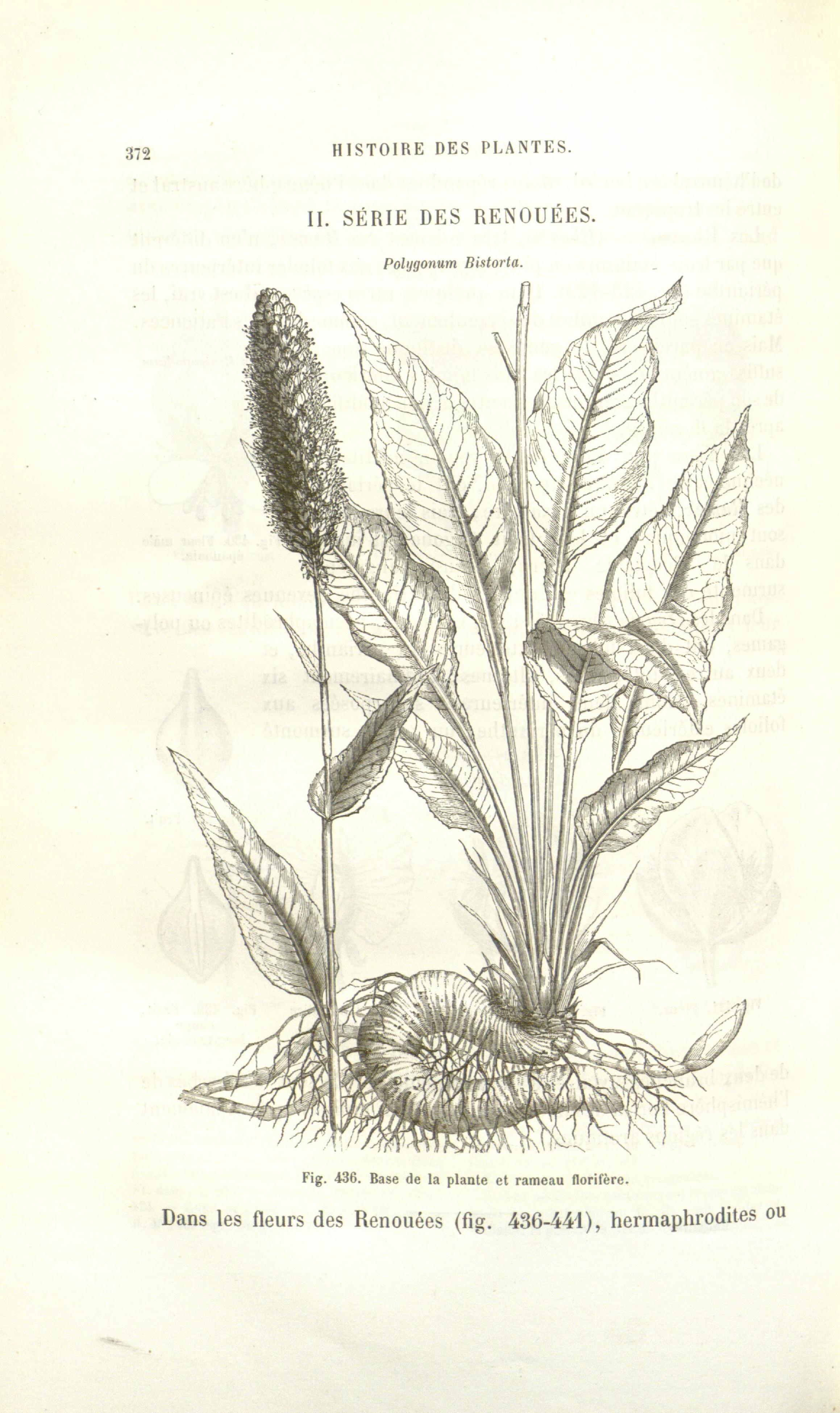 no full size  illustration available (3a)