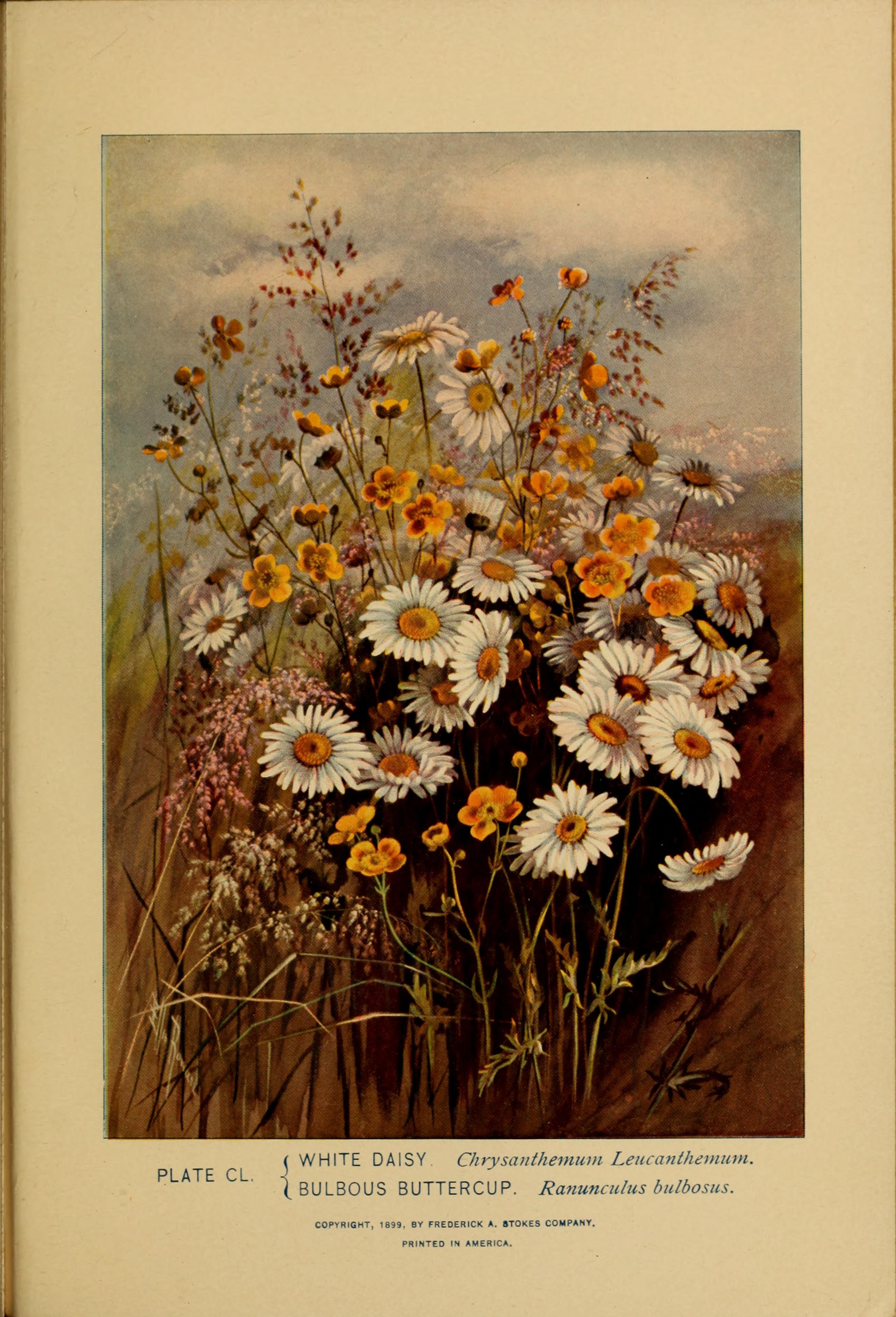 no full size  illustration available (3a)