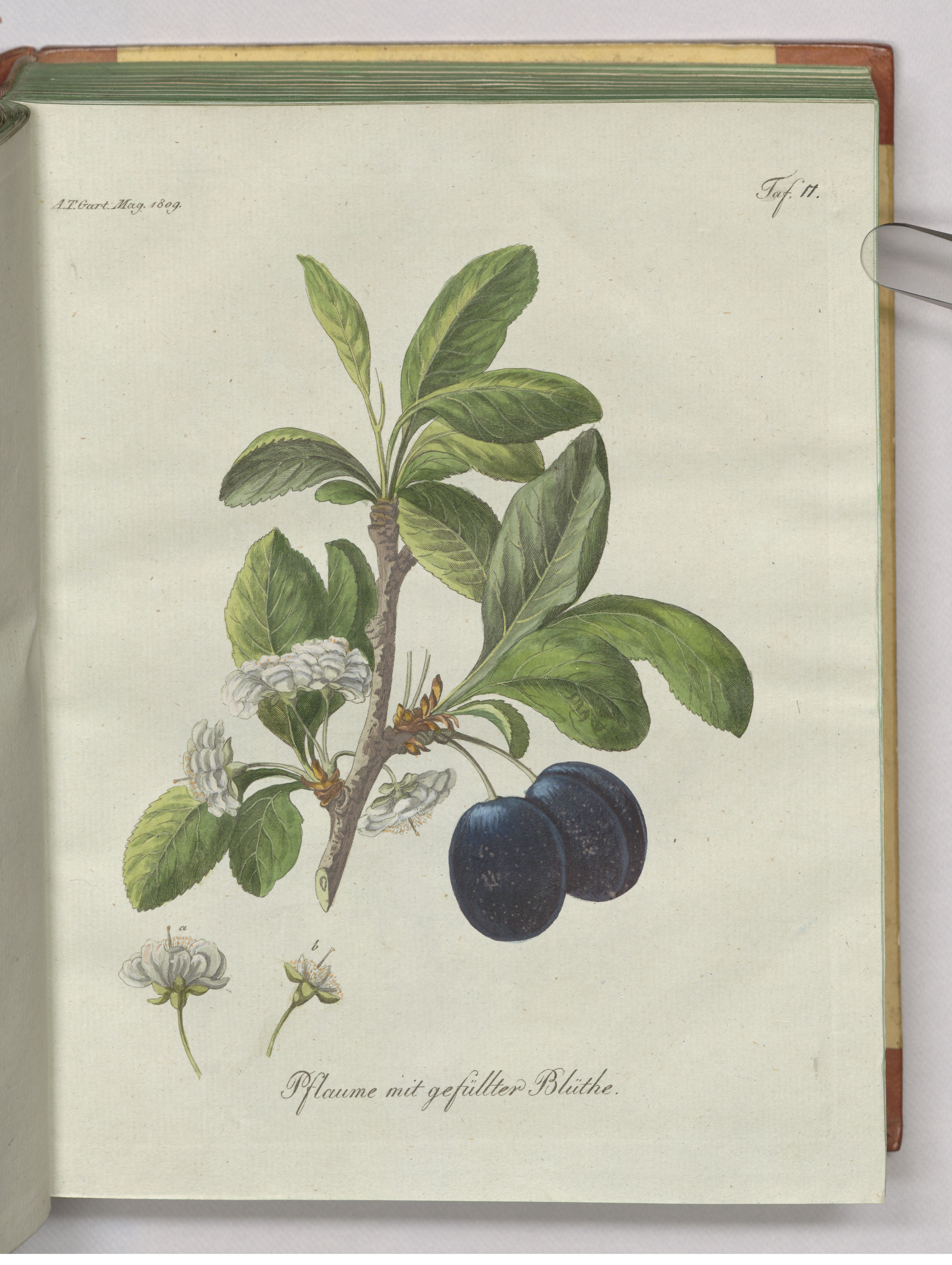 no full size  illustration available (3a)