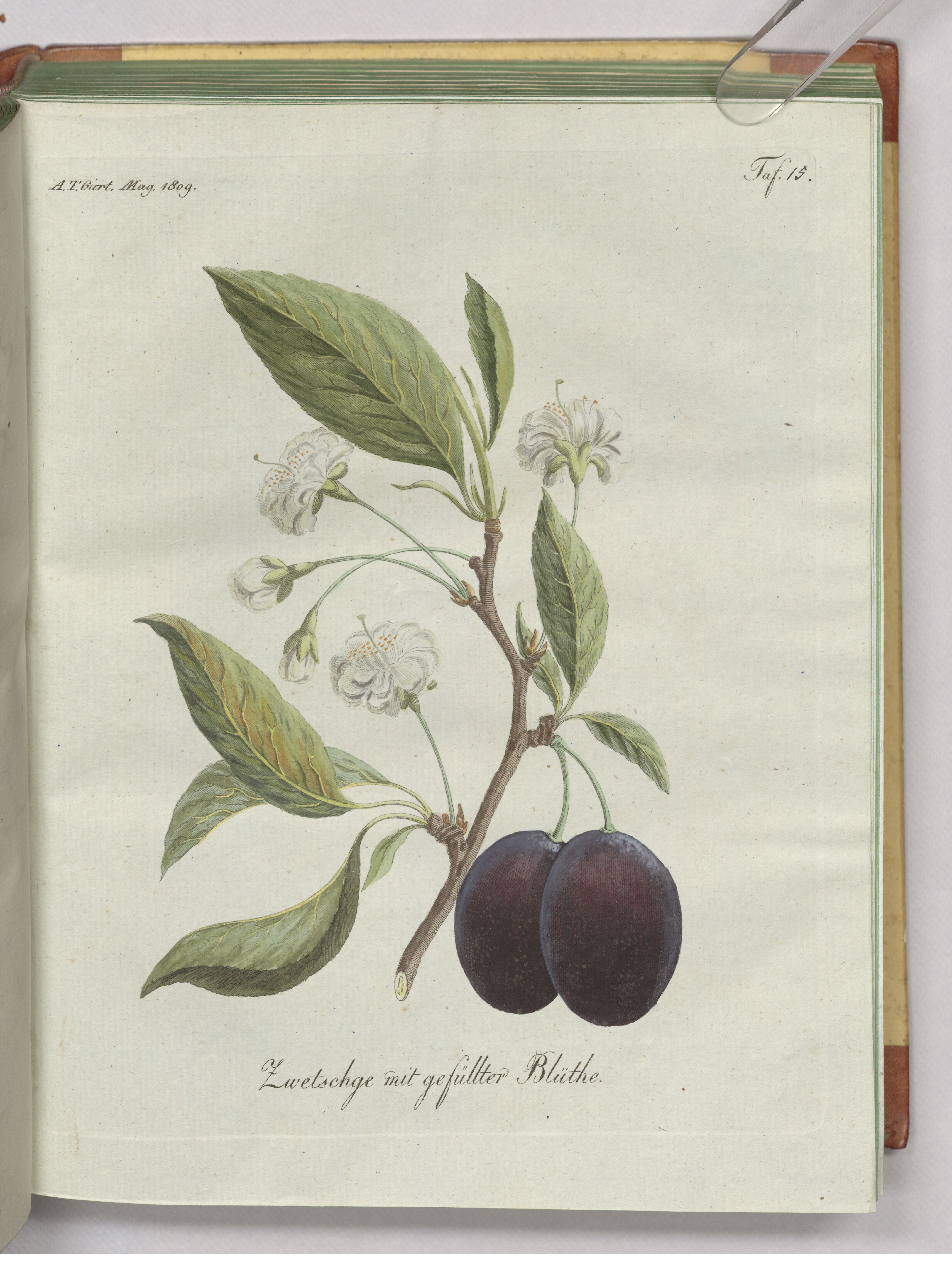 no full size  illustration available (3a)