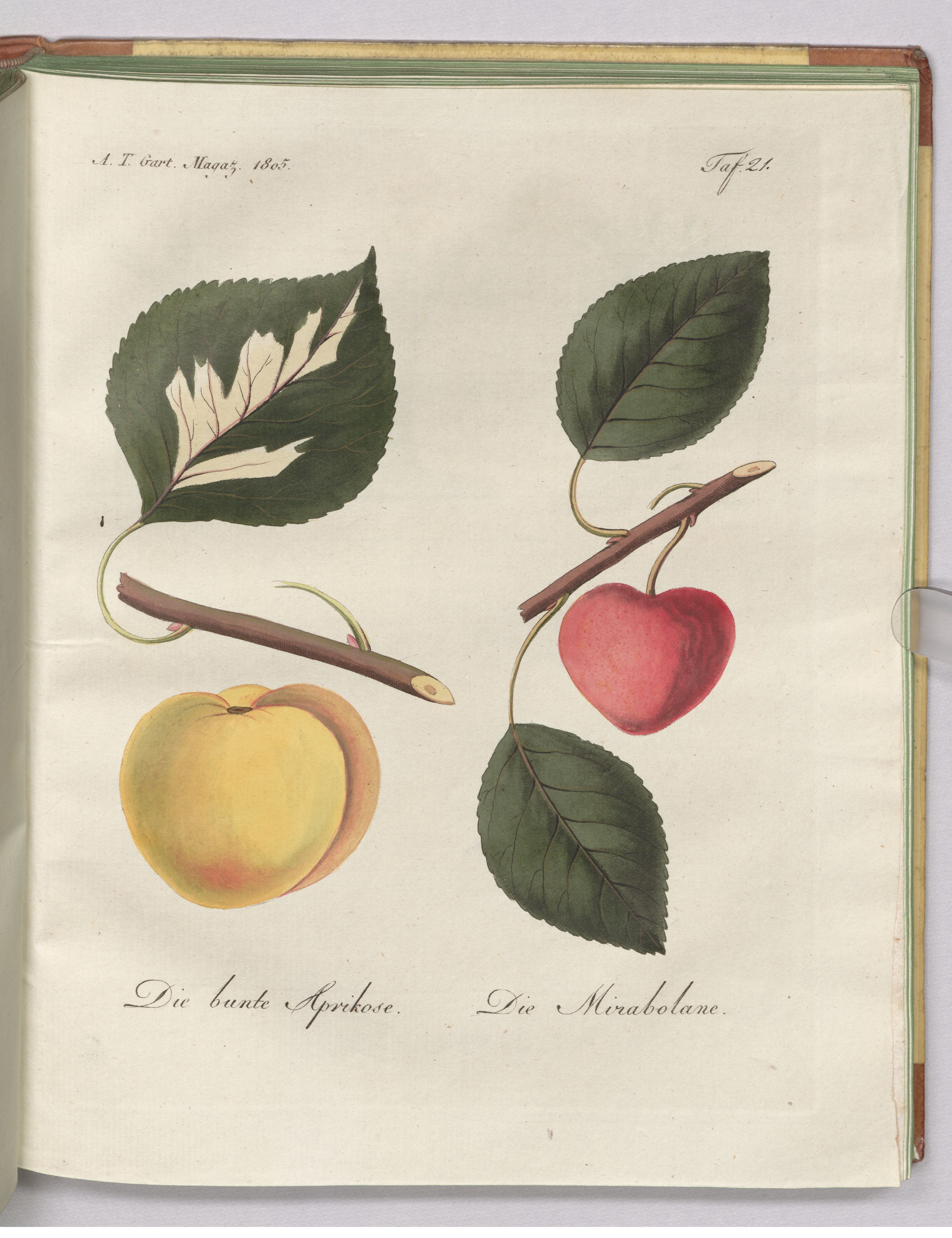 no full size  illustration available (3a)