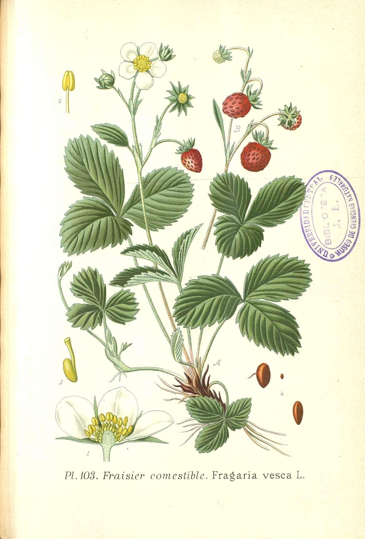 no full size  illustration available (3a)