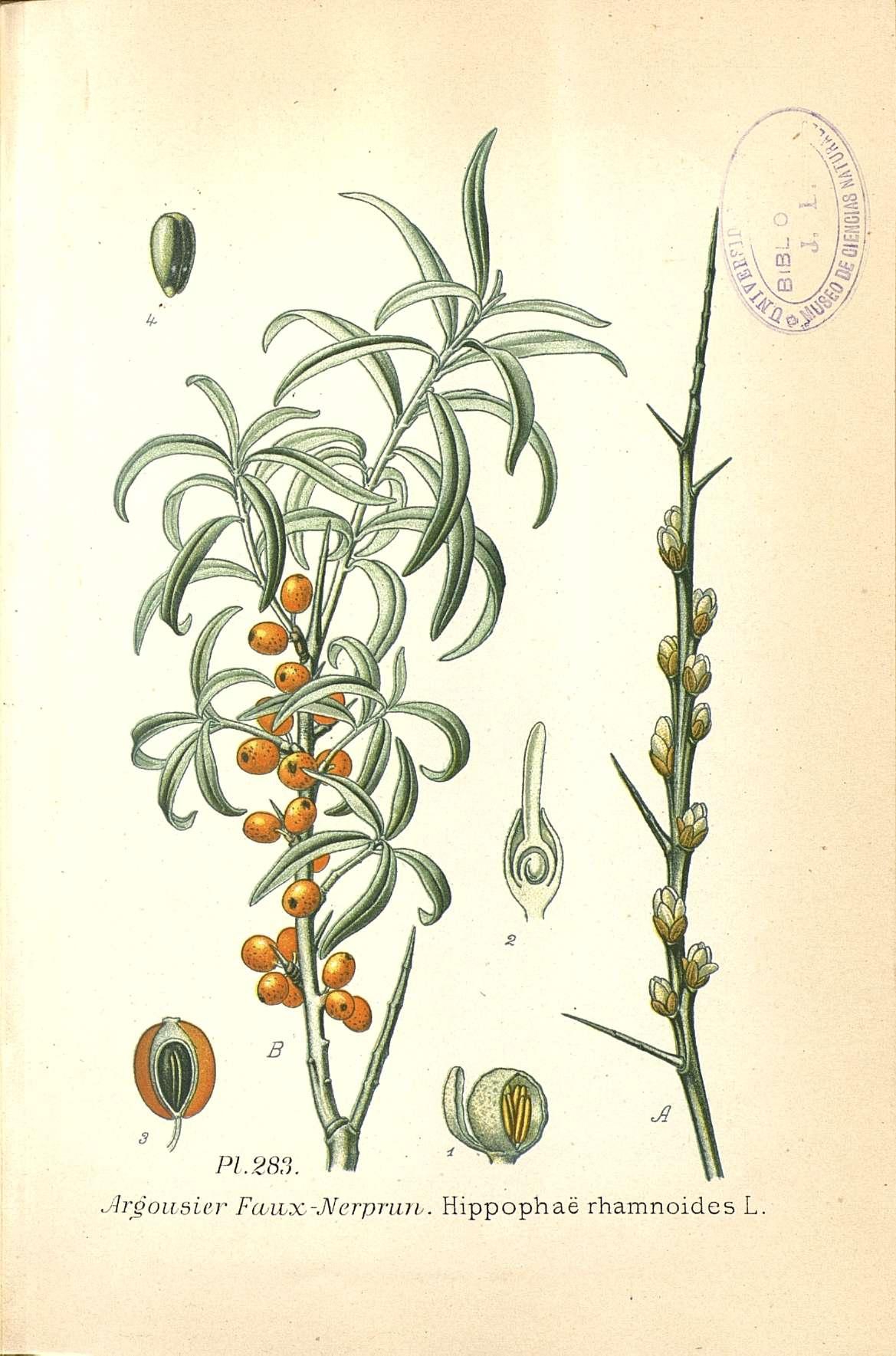 no full size  illustration available (3a)