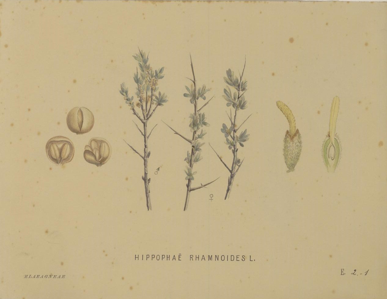 no full size  illustration available (3a)