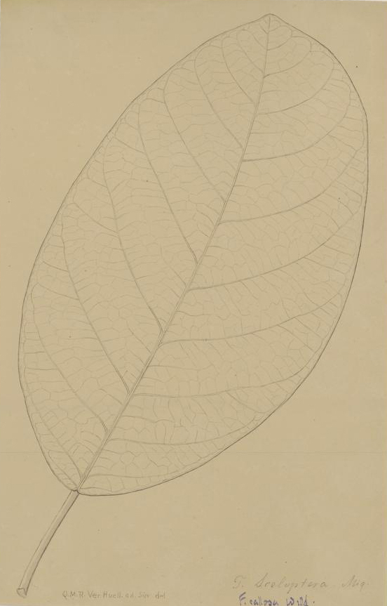 no full size  illustration available (3a)