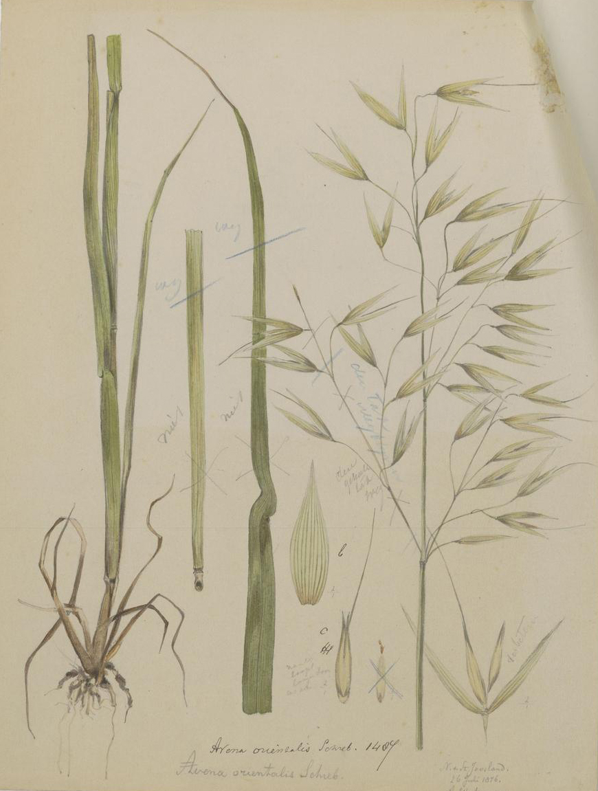 no full size  illustration available (3a)