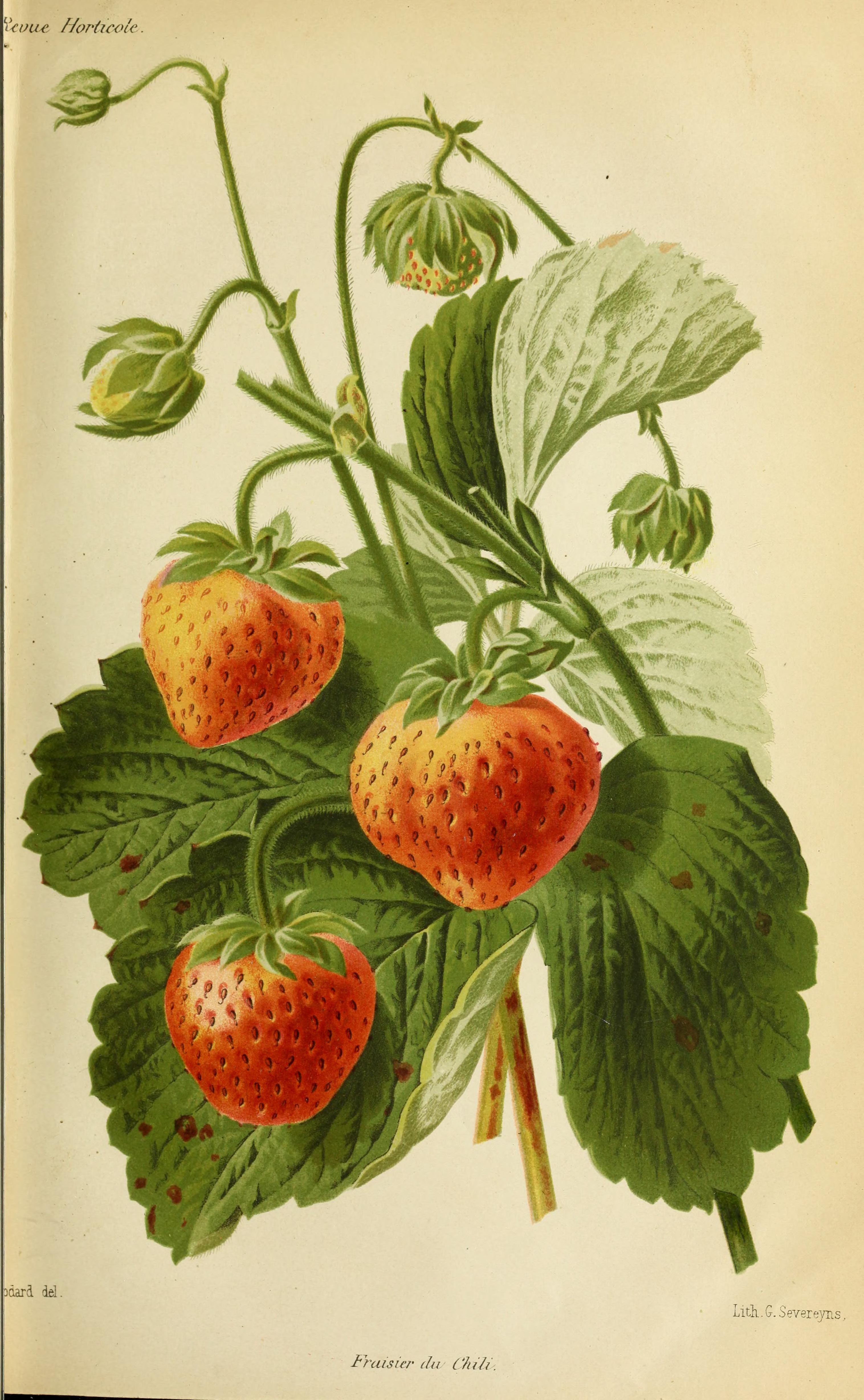 no full size  illustration available (3a)