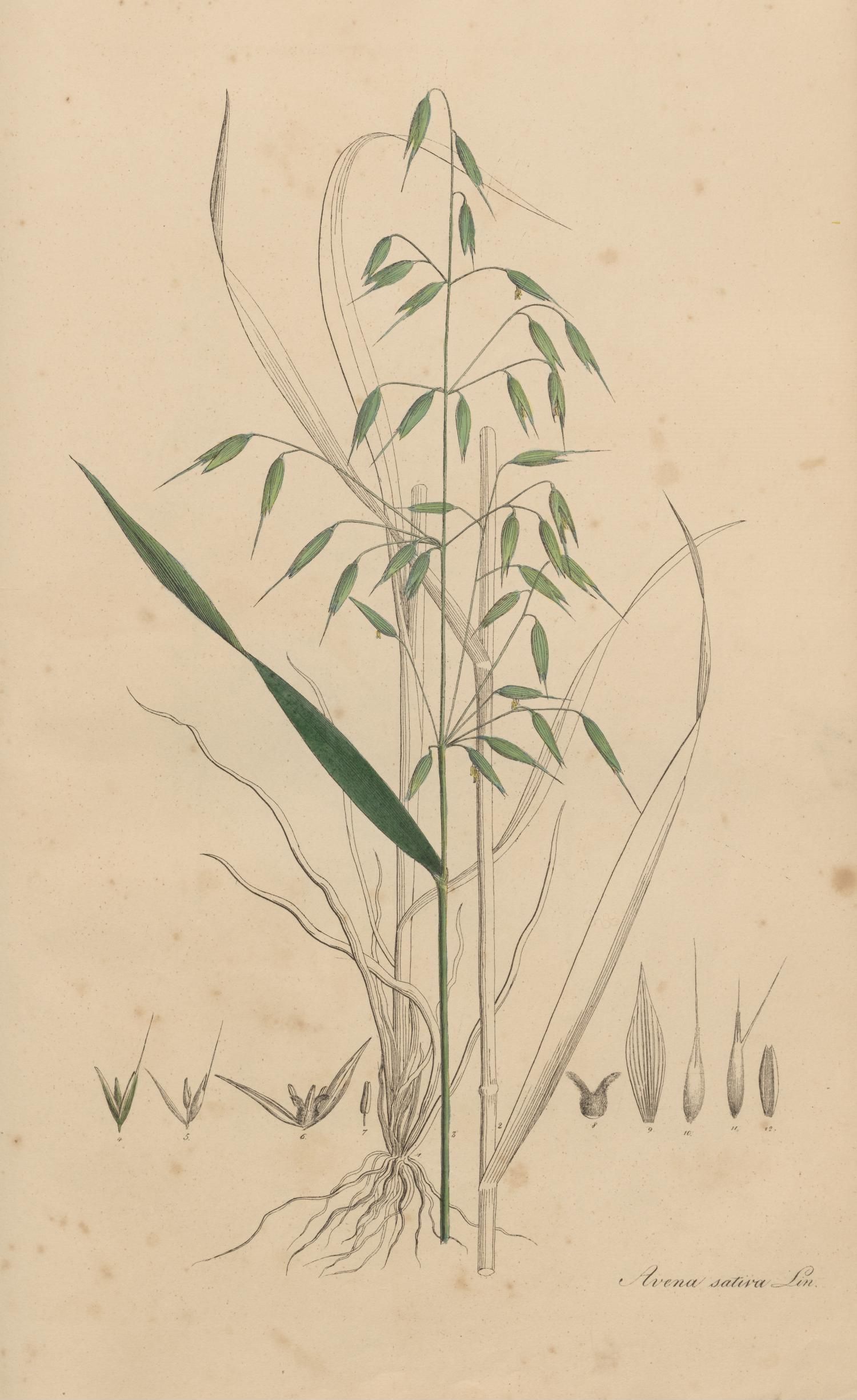 no full size  illustration available (3a)