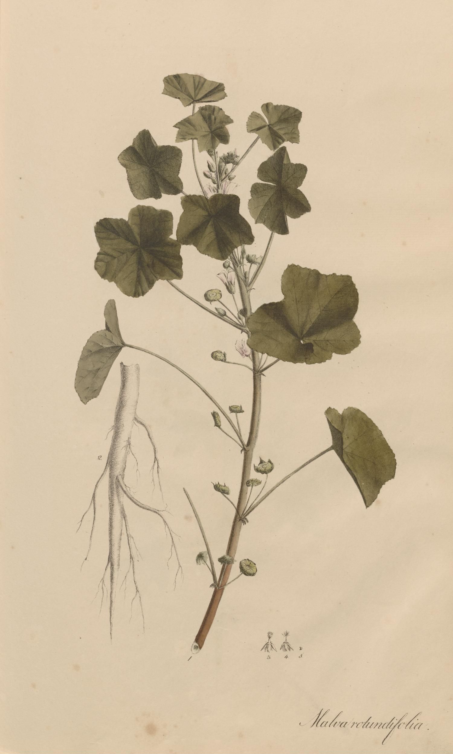 no full size  illustration available (3a)