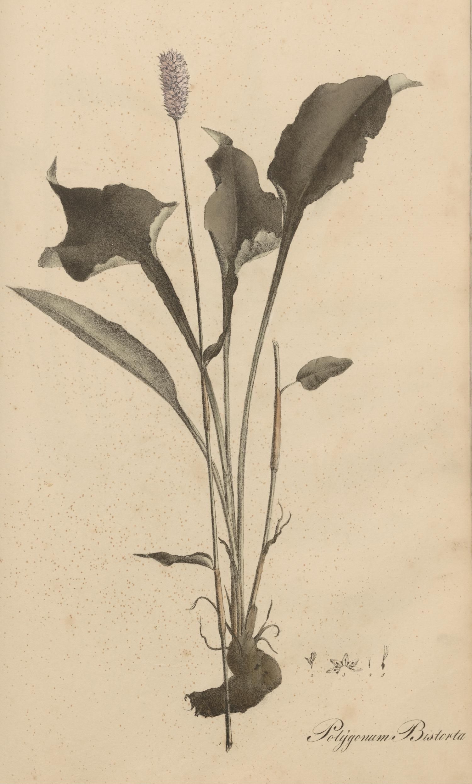 no full size  illustration available (3a)