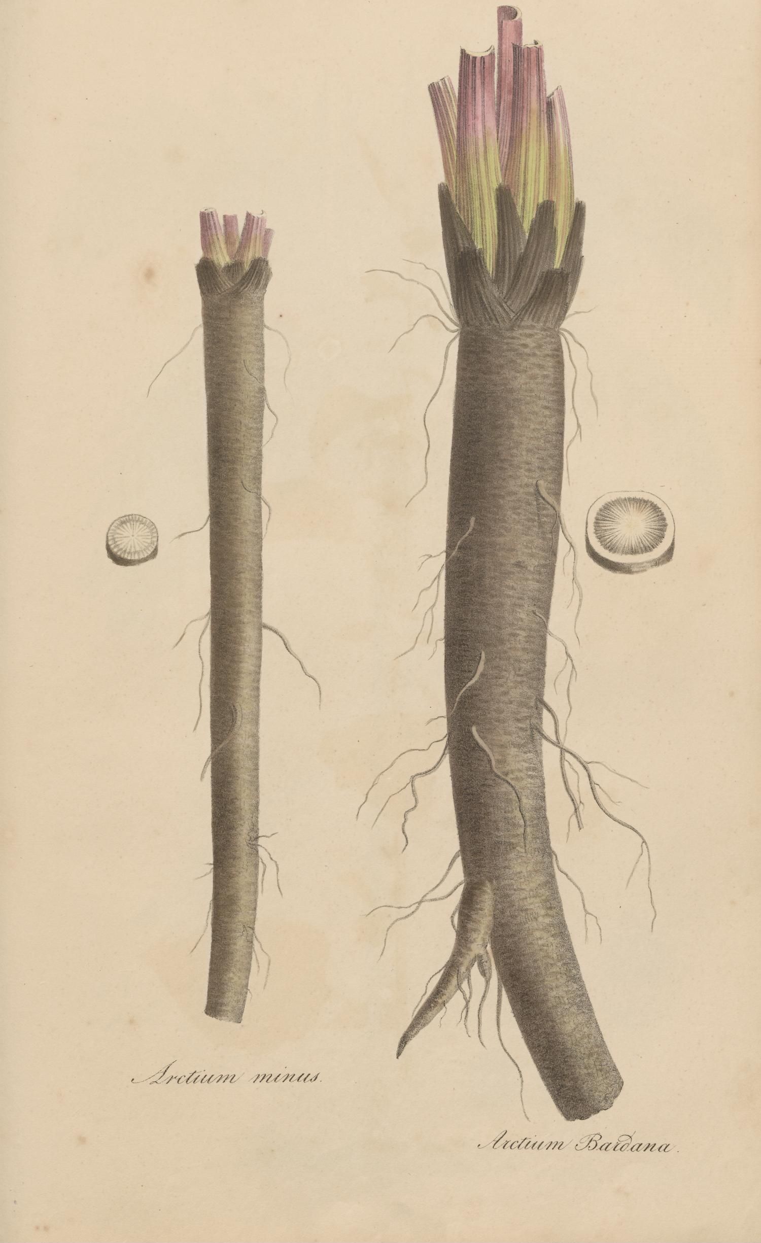 no full size  illustration available (3a)