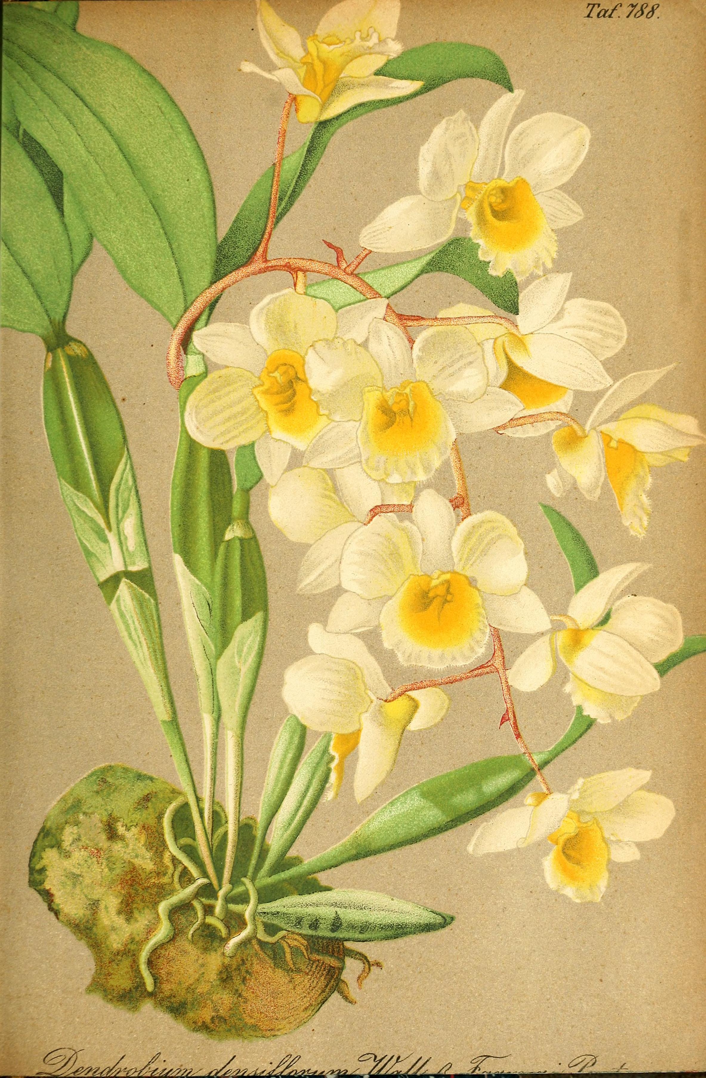 no full size  illustration available (3a)