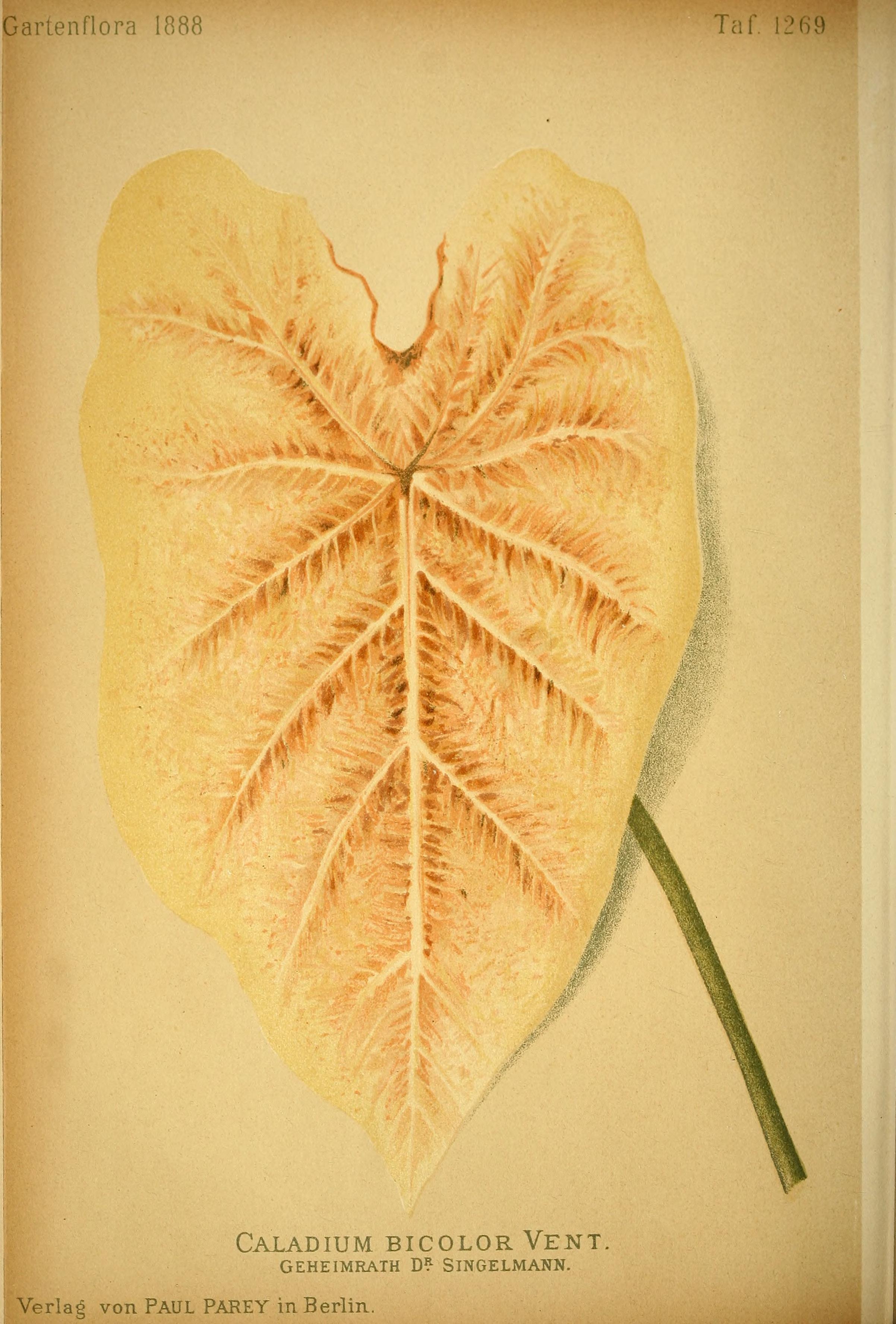 no full size  illustration available (3a)