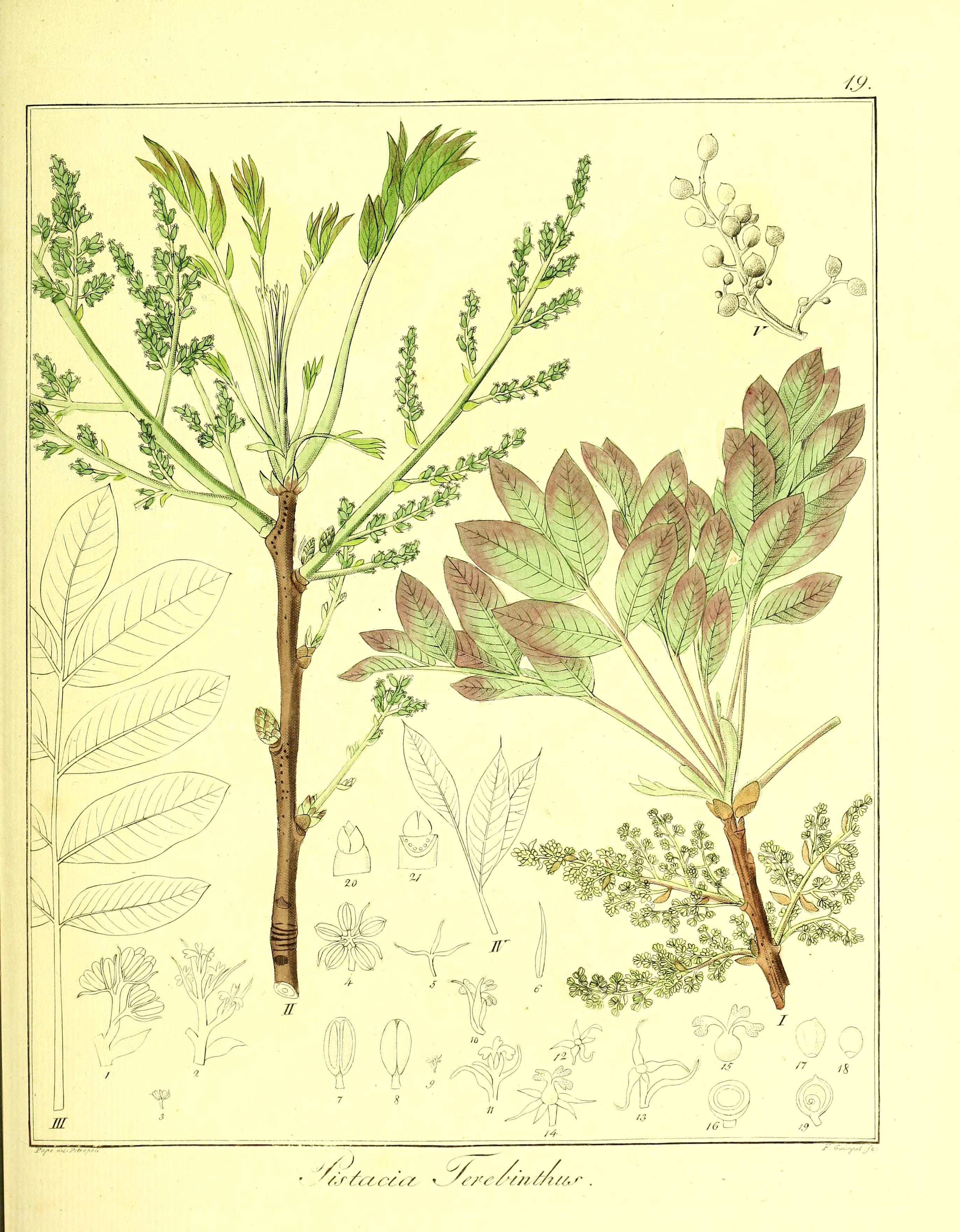 no full size  illustration available (3a)