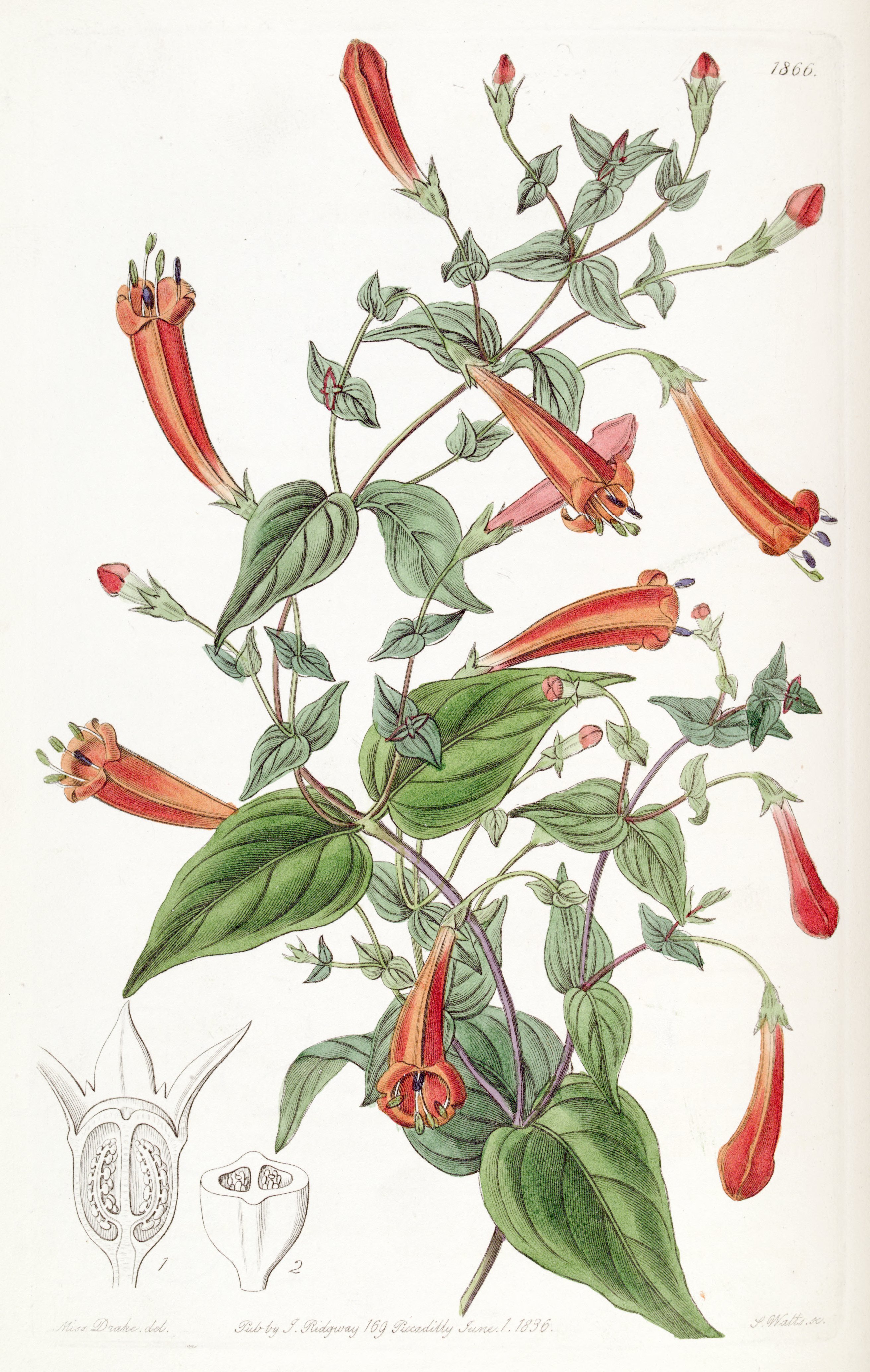 no full size  illustration available (3a)