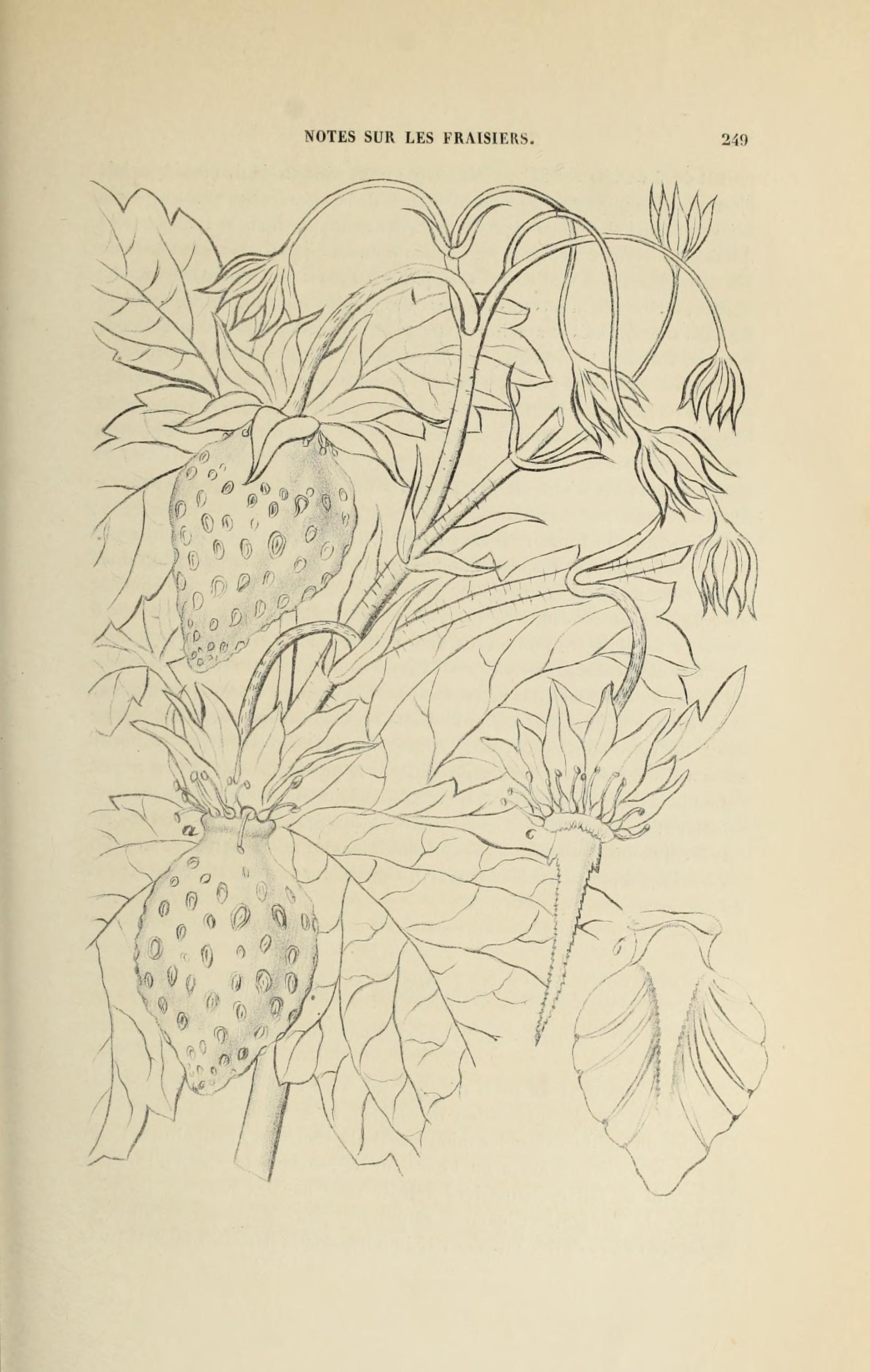 no full size  illustration available (3a)