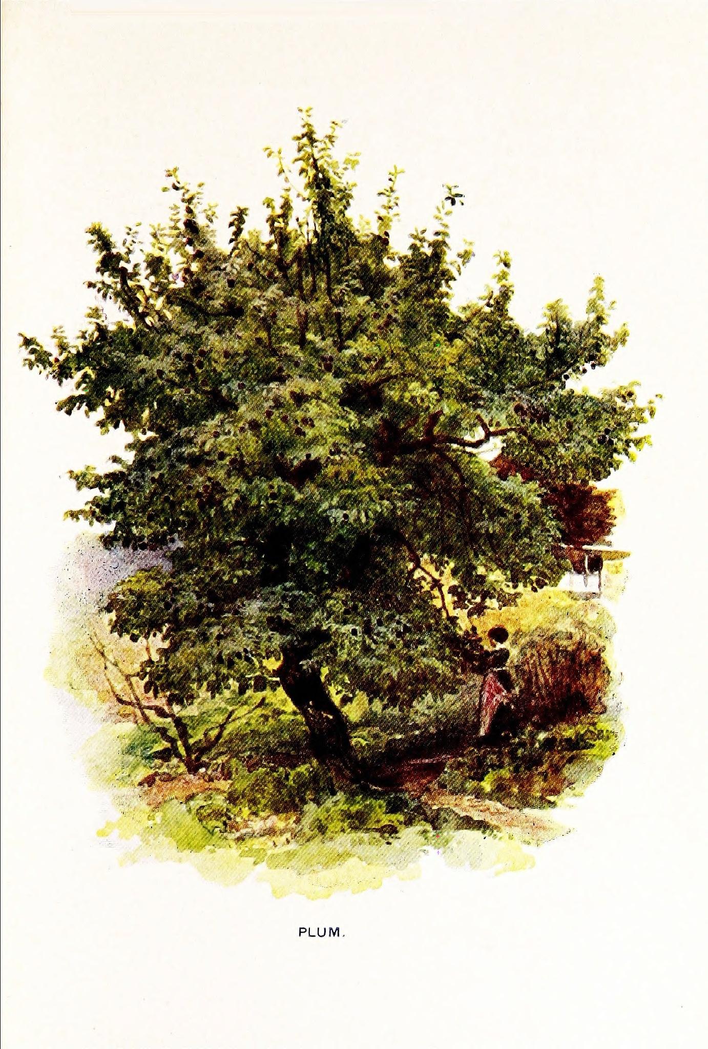 no full size  illustration available (3a)