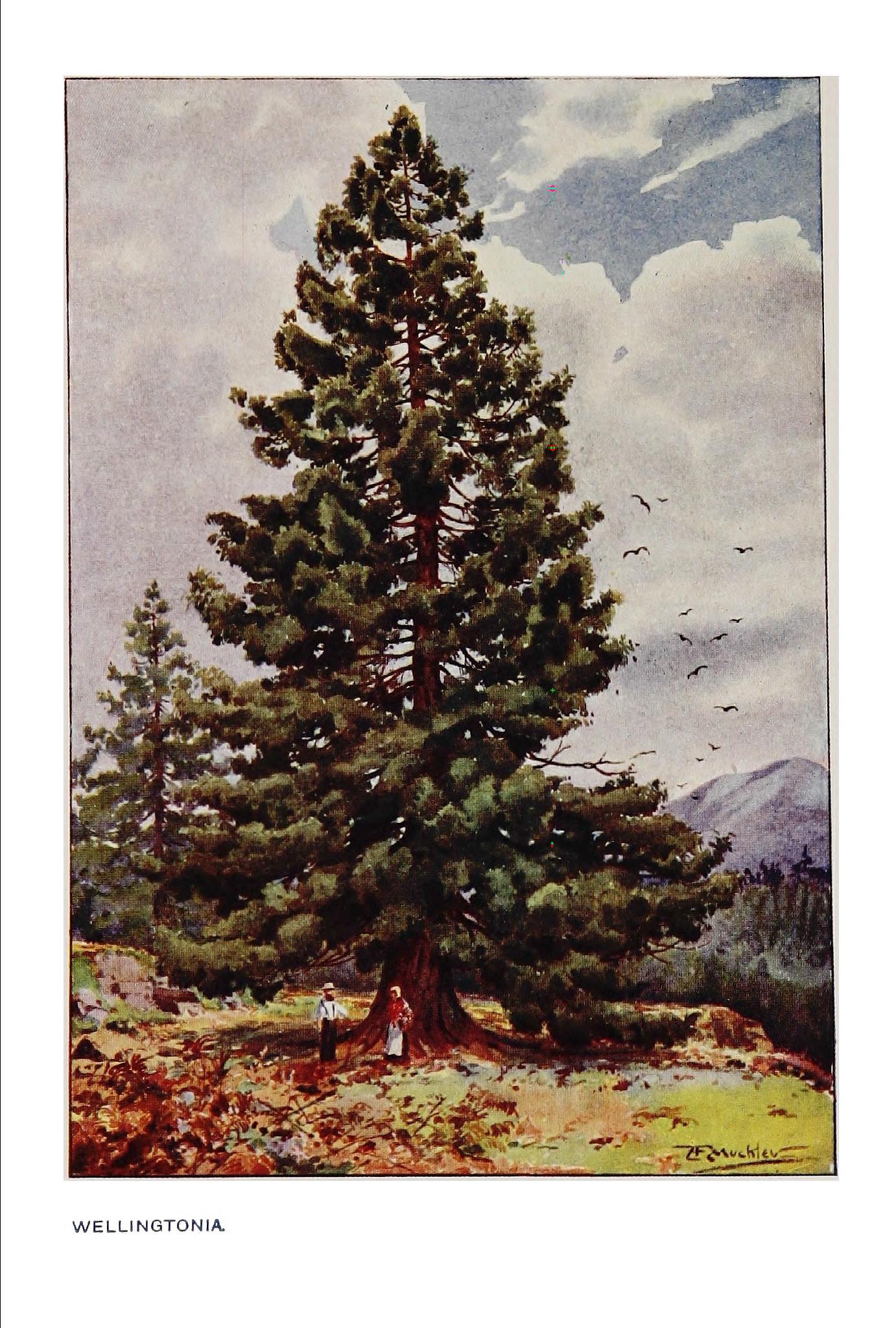 no full size  illustration available (3a)