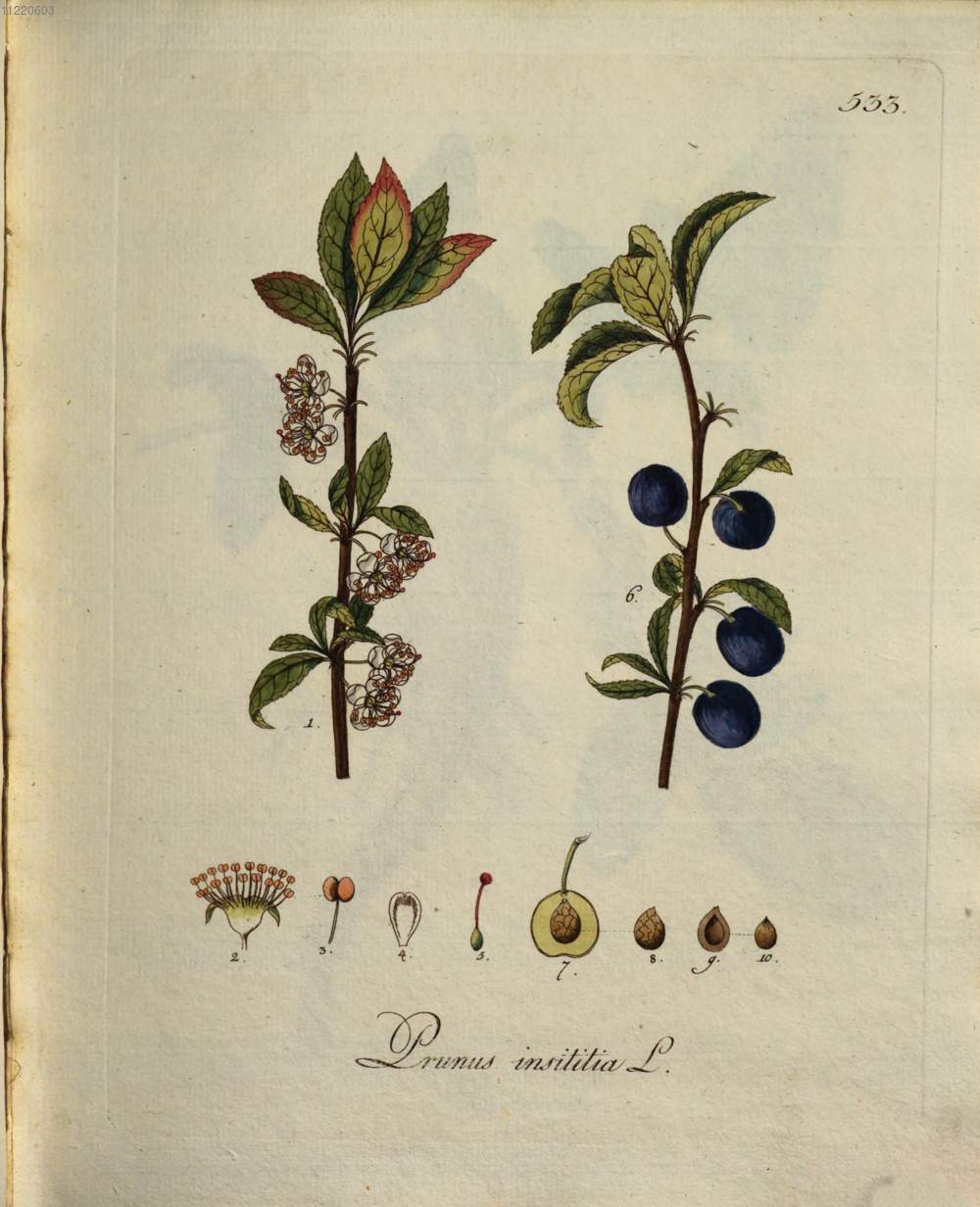 no full size  illustration available (3a)