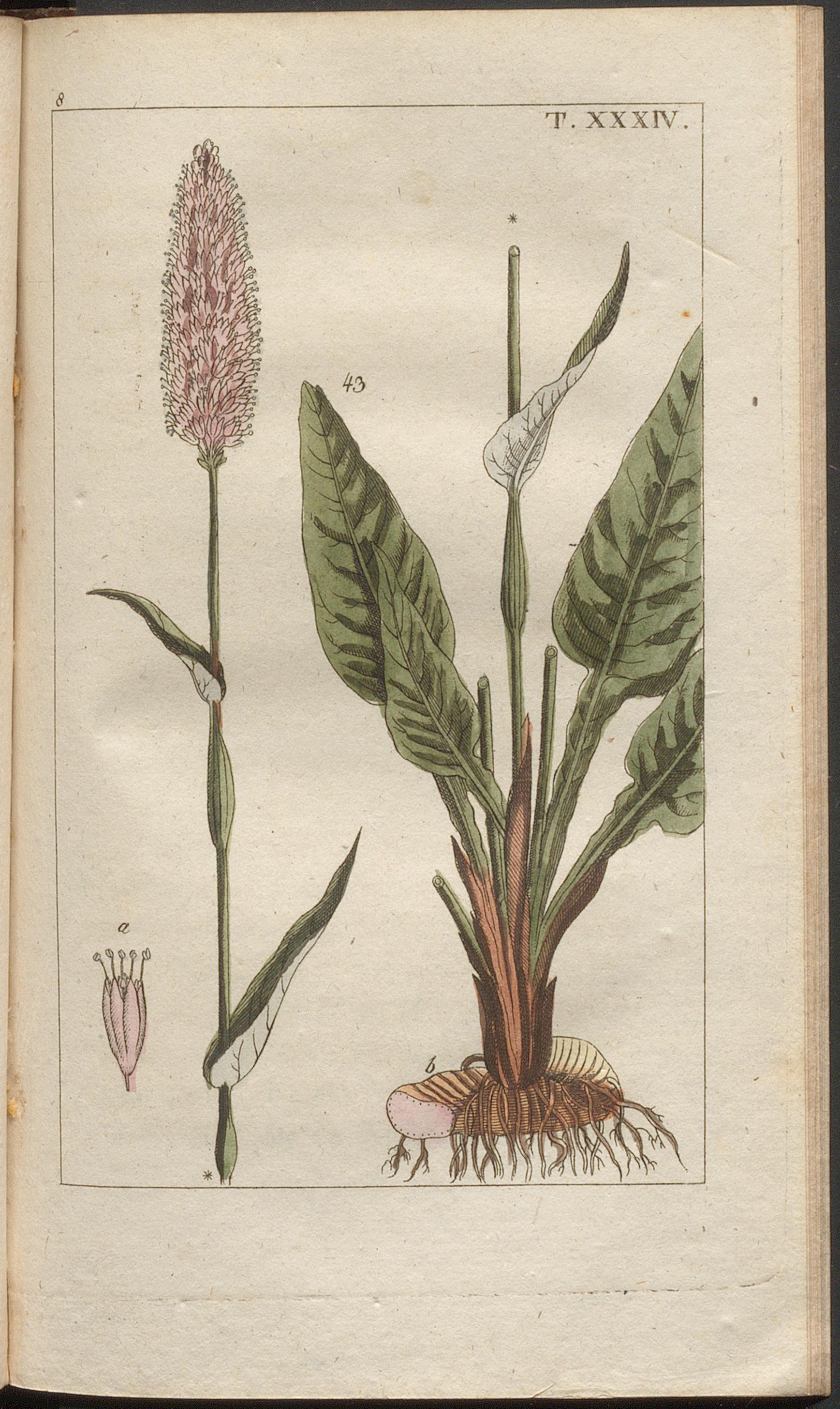 no full size  illustration available (3a)