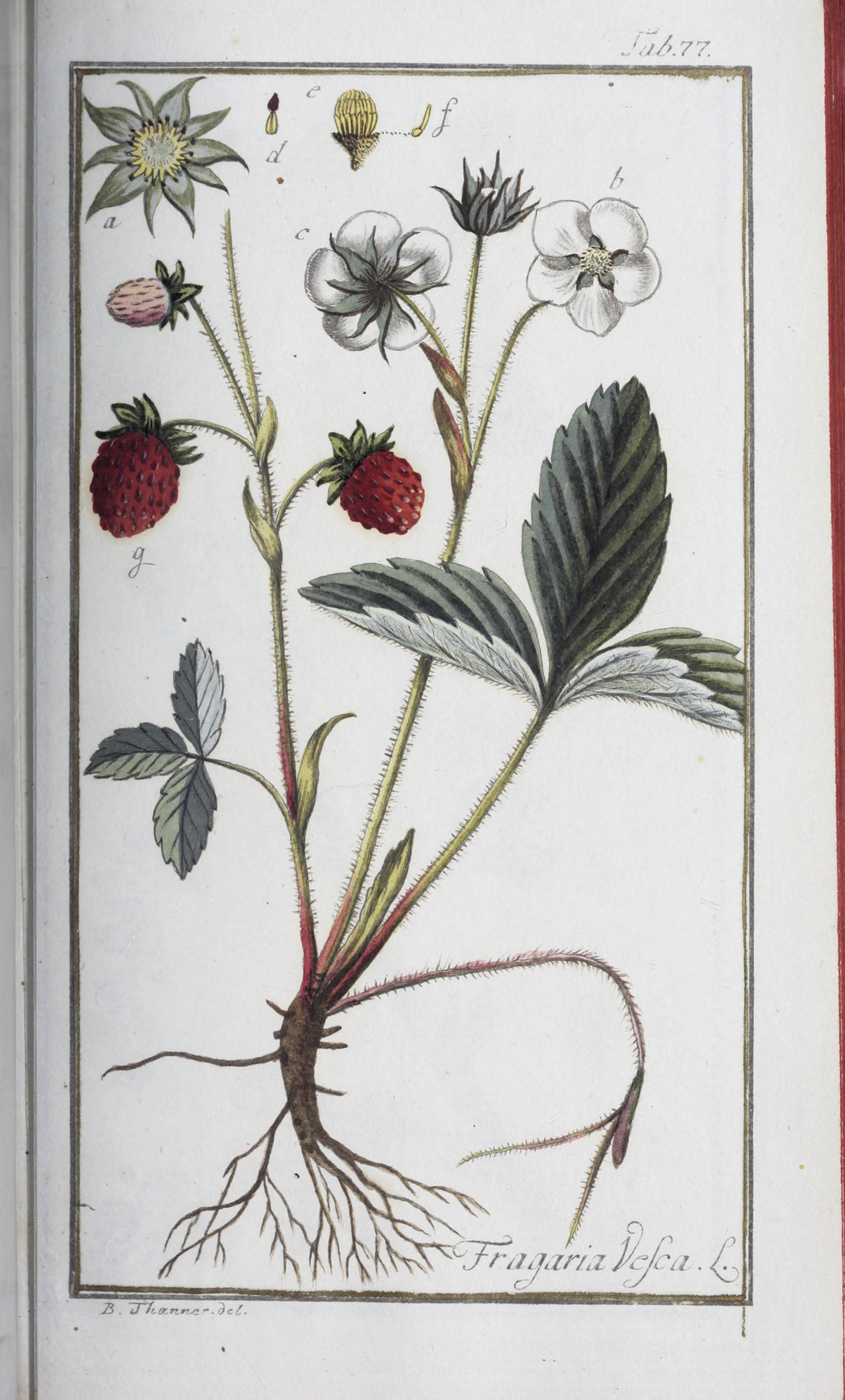 no full size  illustration available (3a)