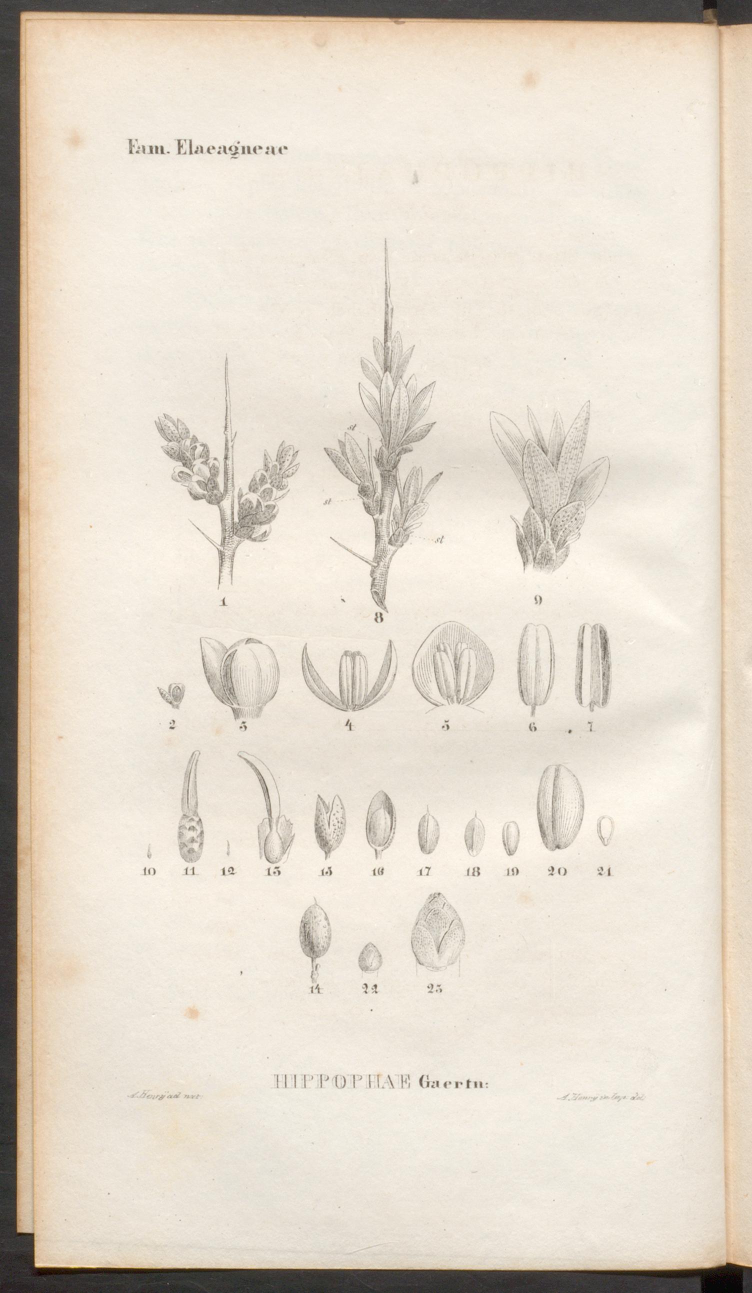 no full size  illustration available (3a)