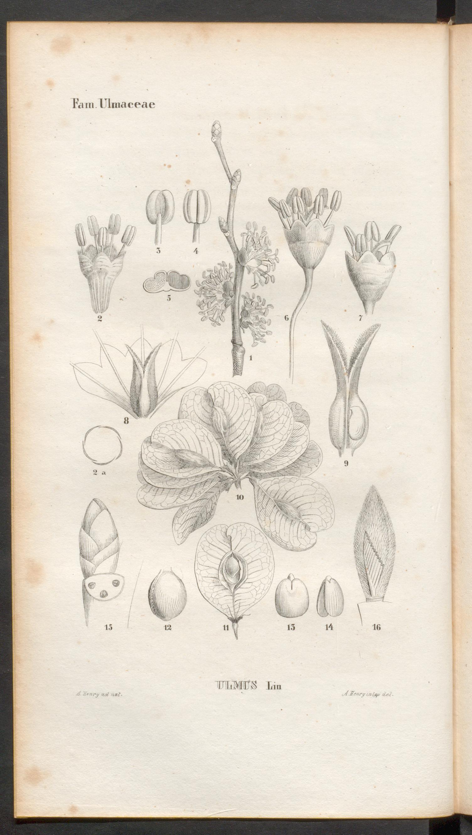 no full size  illustration available (3a)