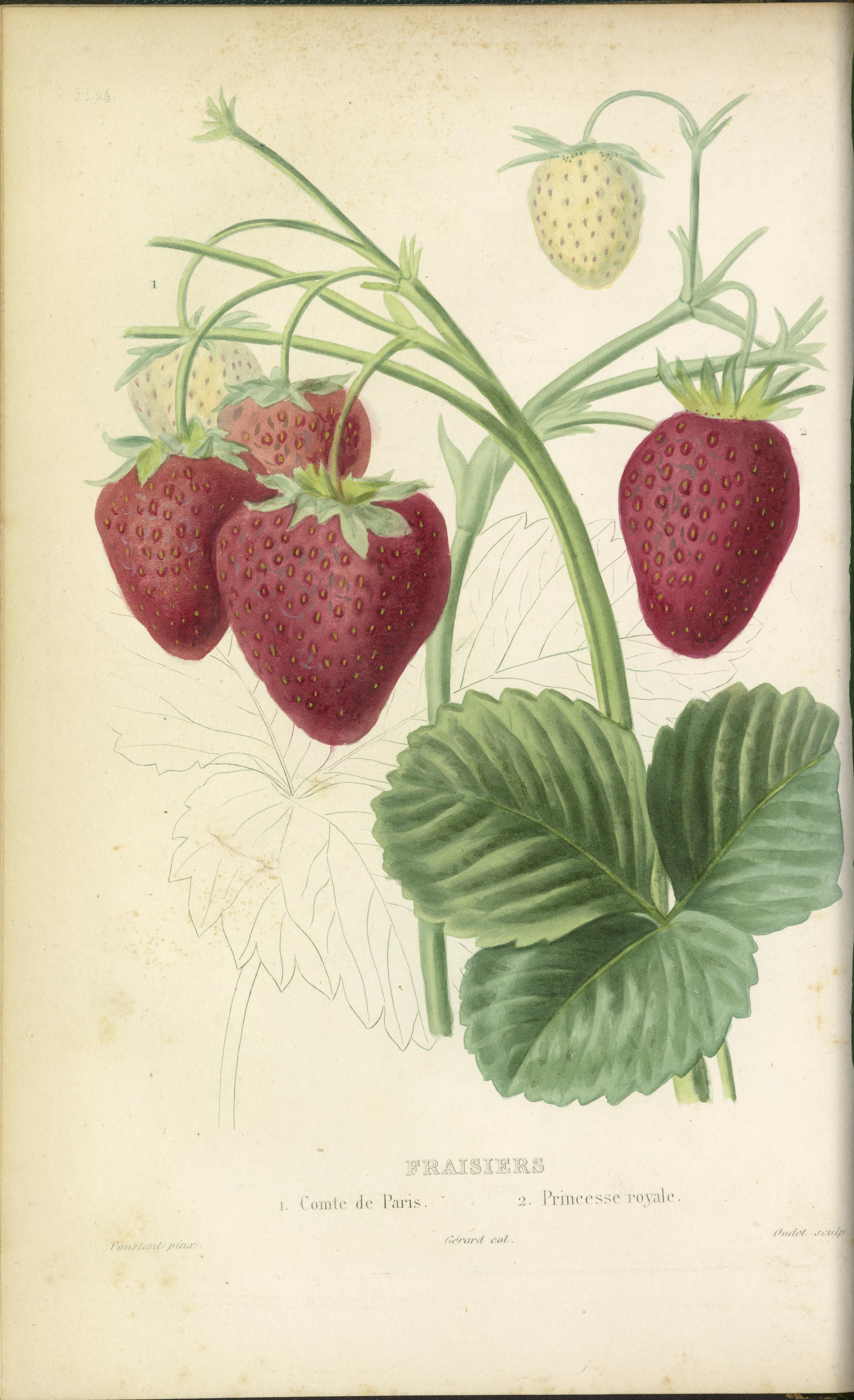 no full size  illustration available (3a)