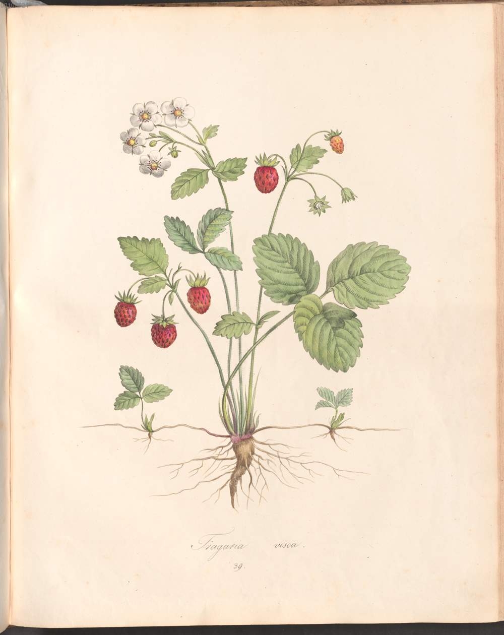 no full size  illustration available (3a)