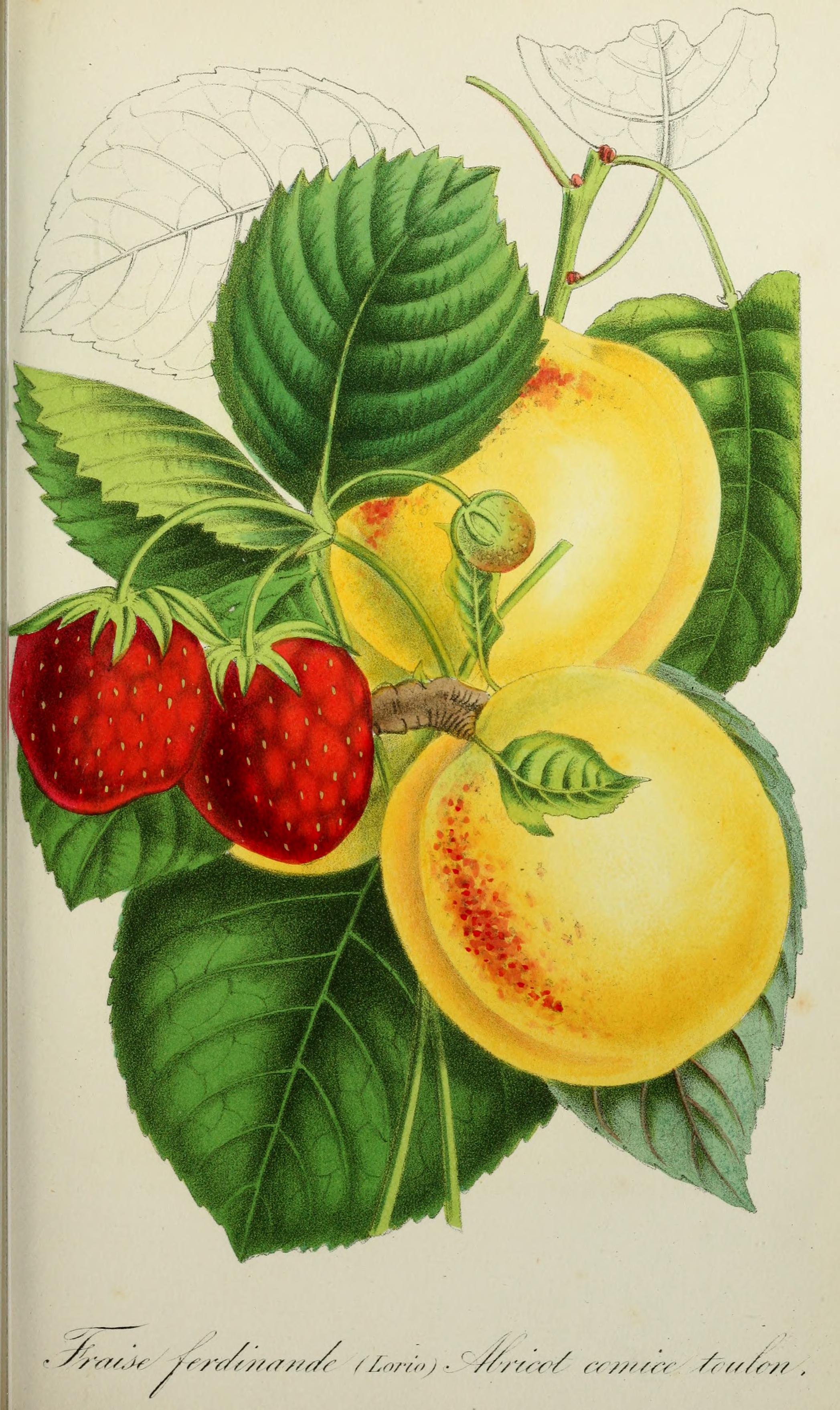 no full size  illustration available (3a)