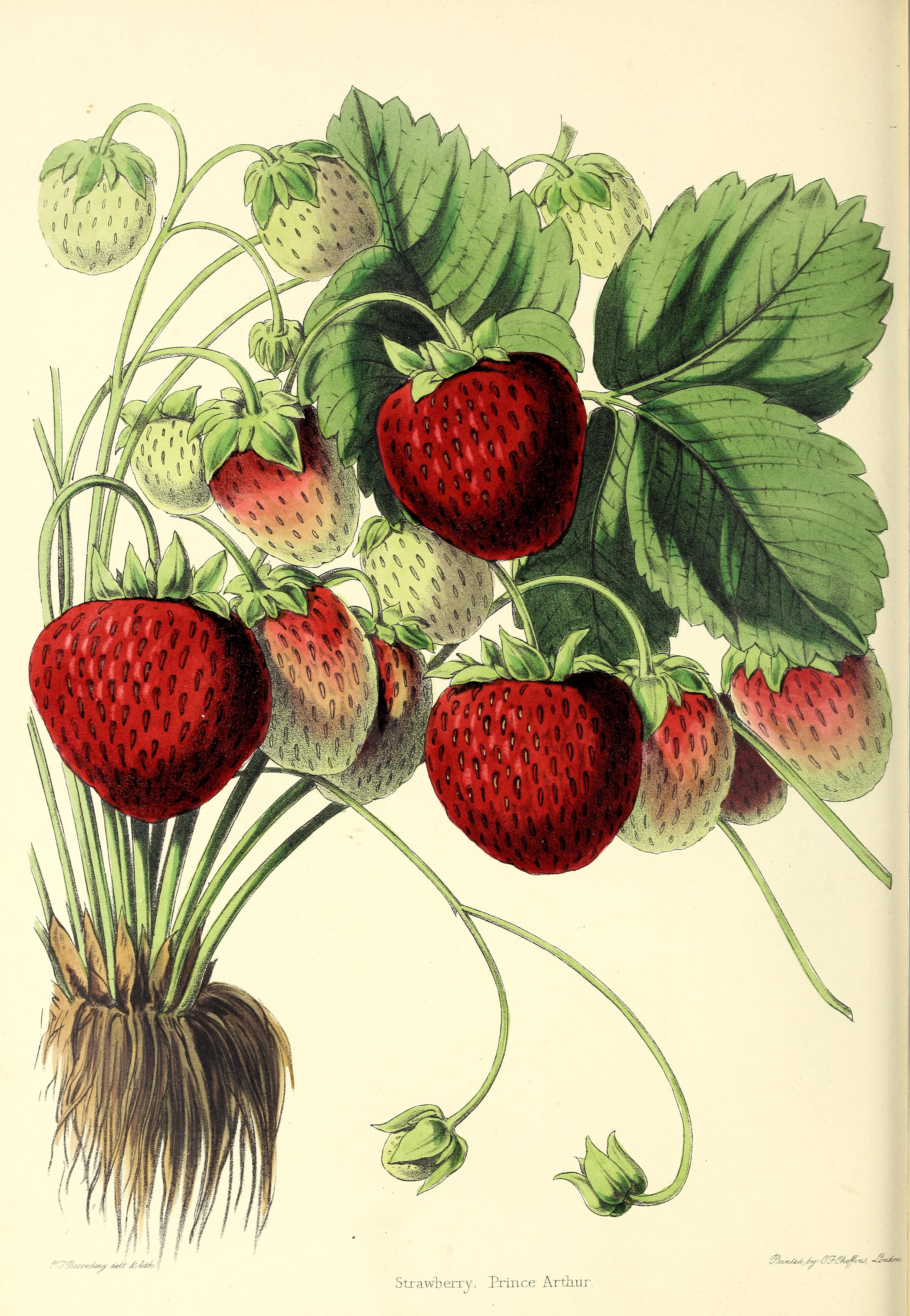 no full size  illustration available (3a)