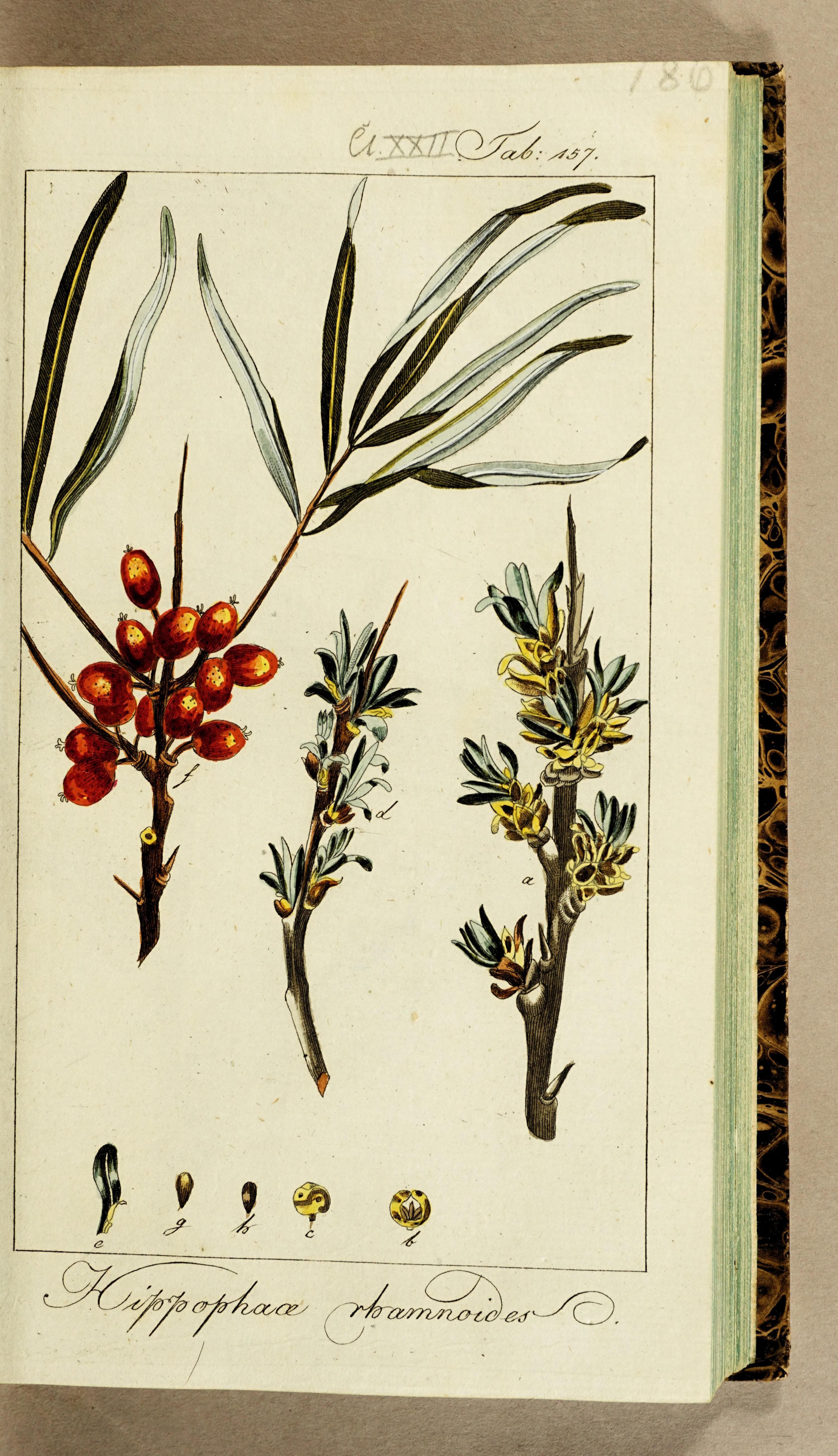 no full size  illustration available (3a)