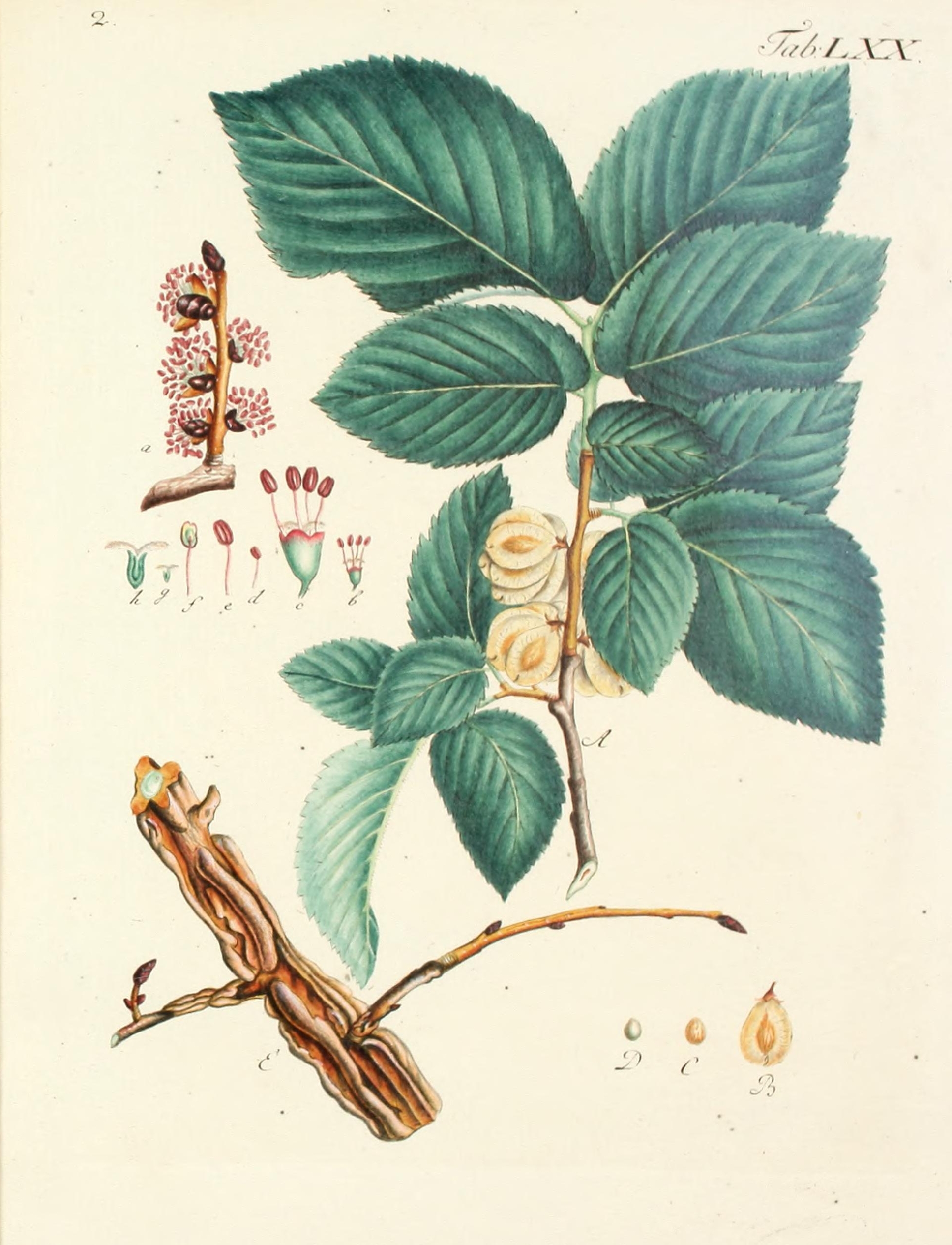 no full size  illustration available (3a)