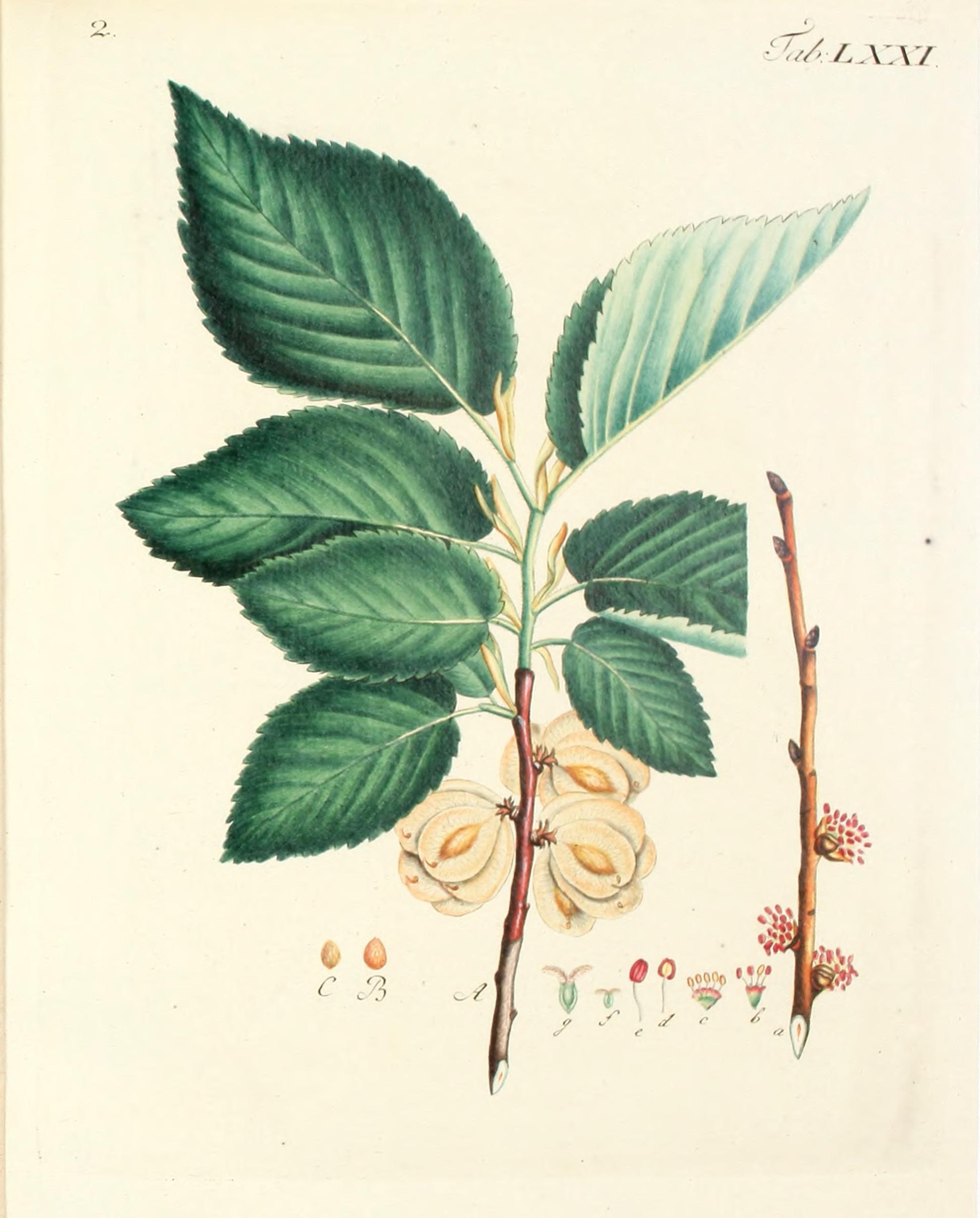 no full size  illustration available (3a)