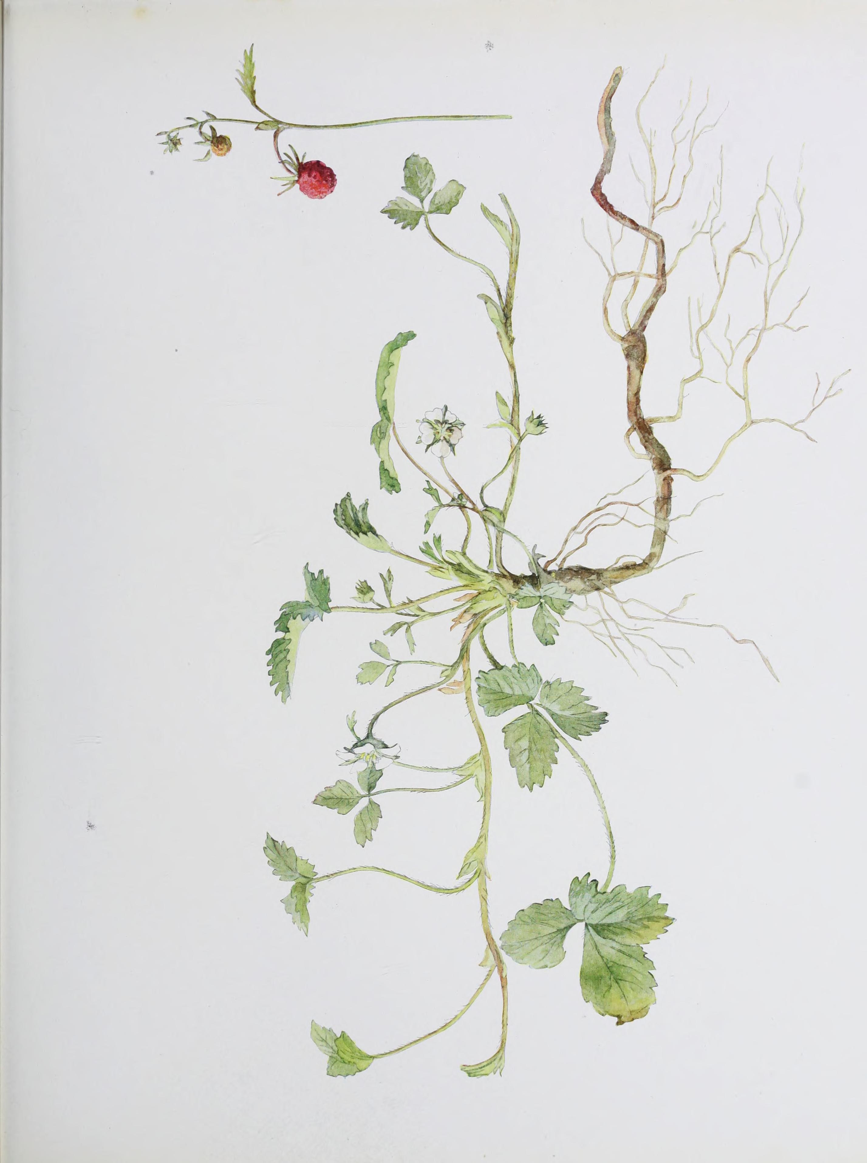 no full size  illustration available (3a)