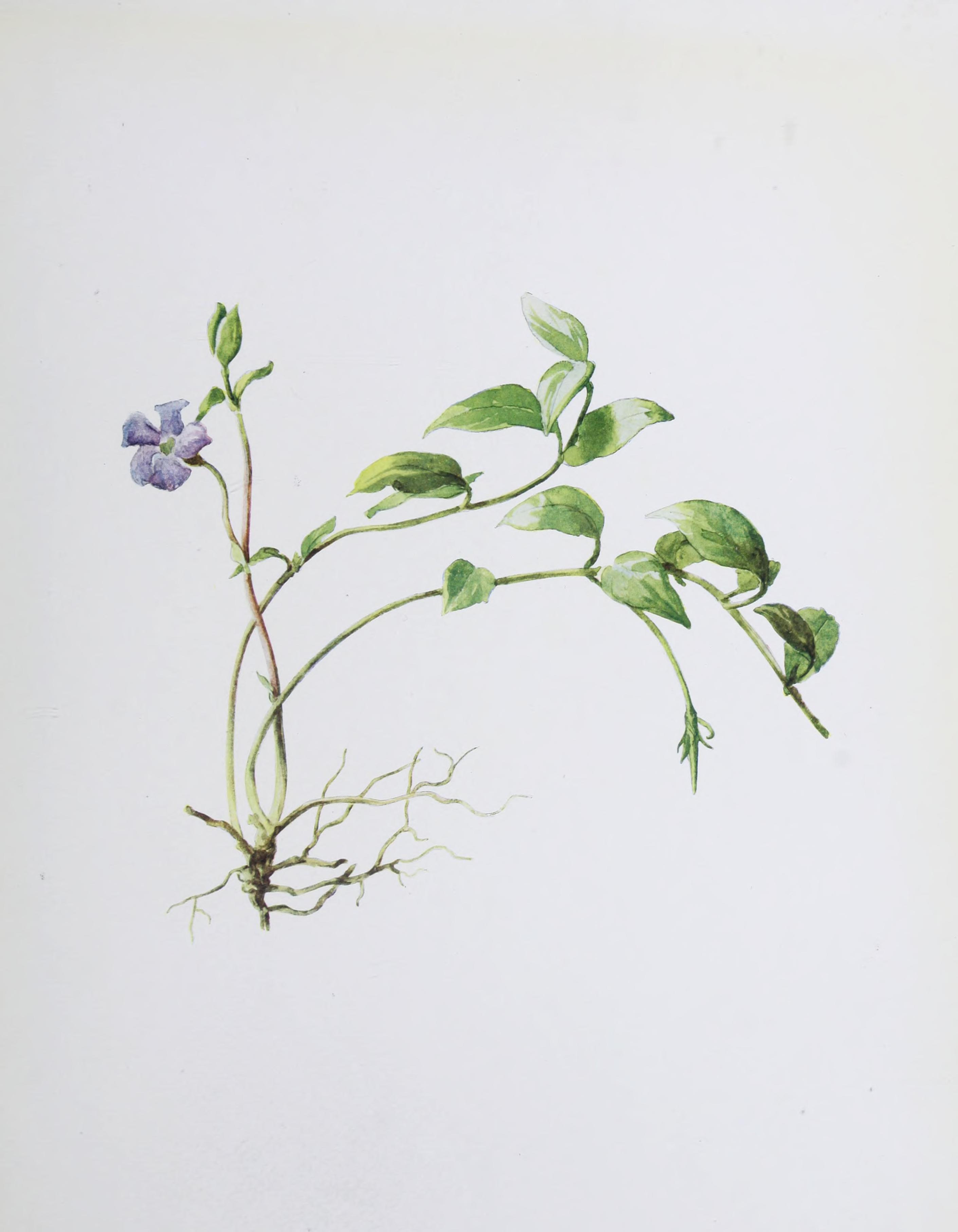 no full size  illustration available (3a)