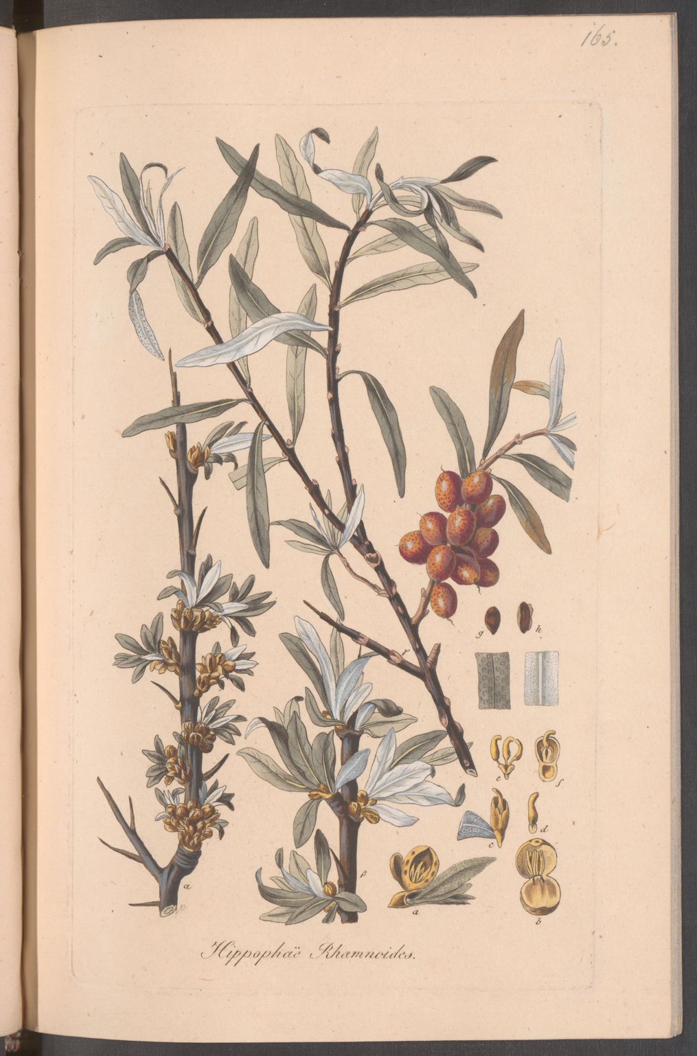 no full size  illustration available (3a)