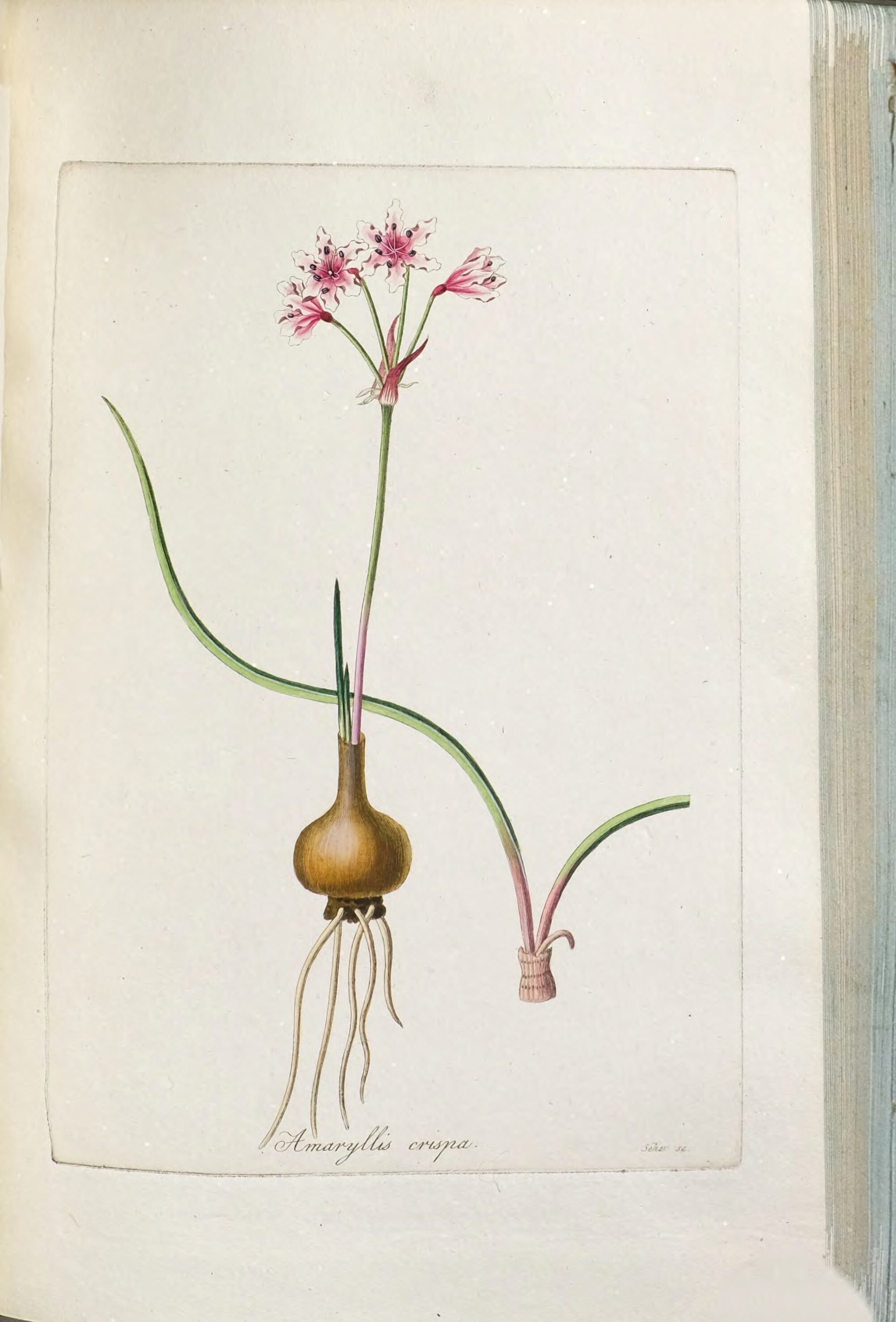 no full size  illustration available (3a)