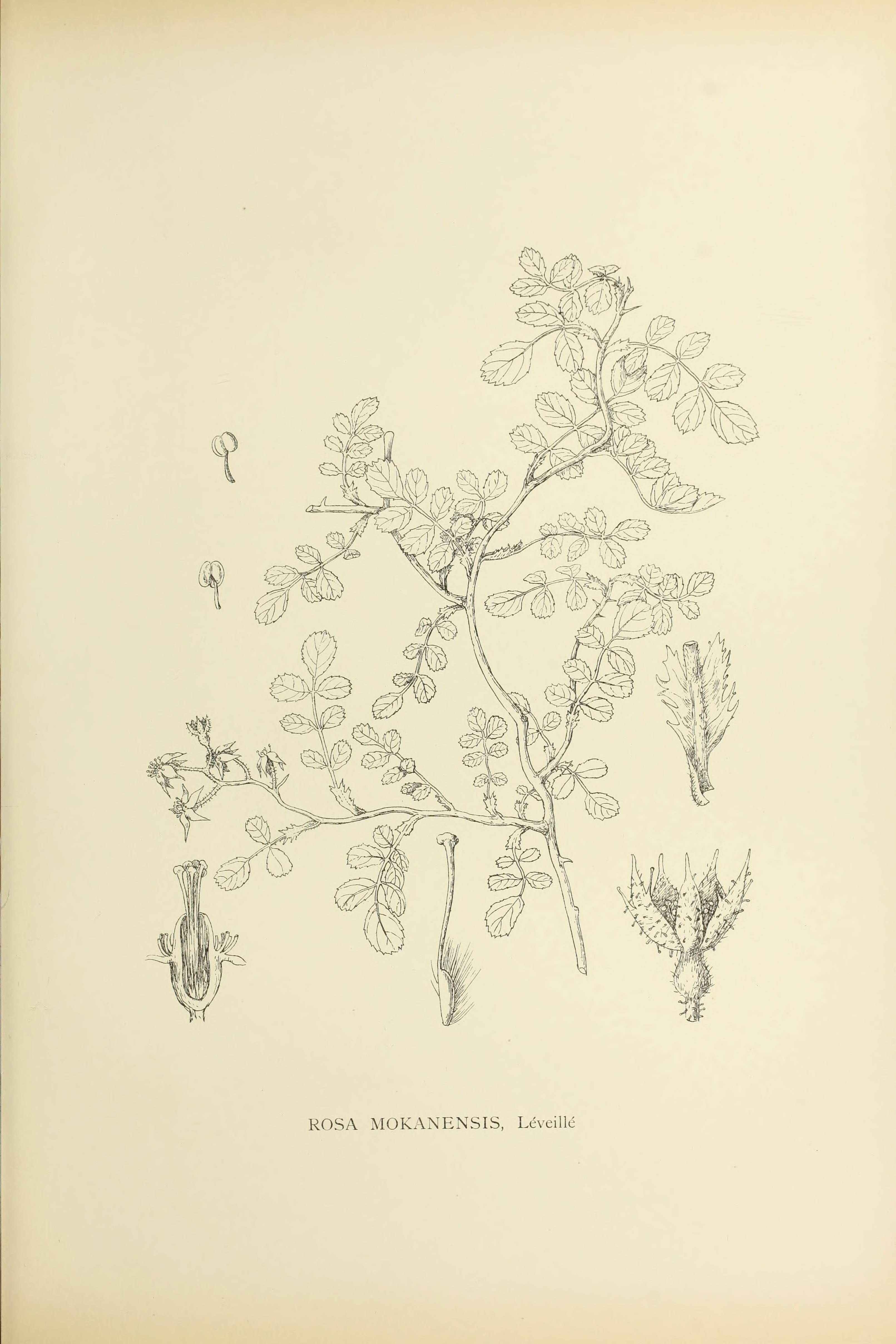 no full size  illustration available (3a)