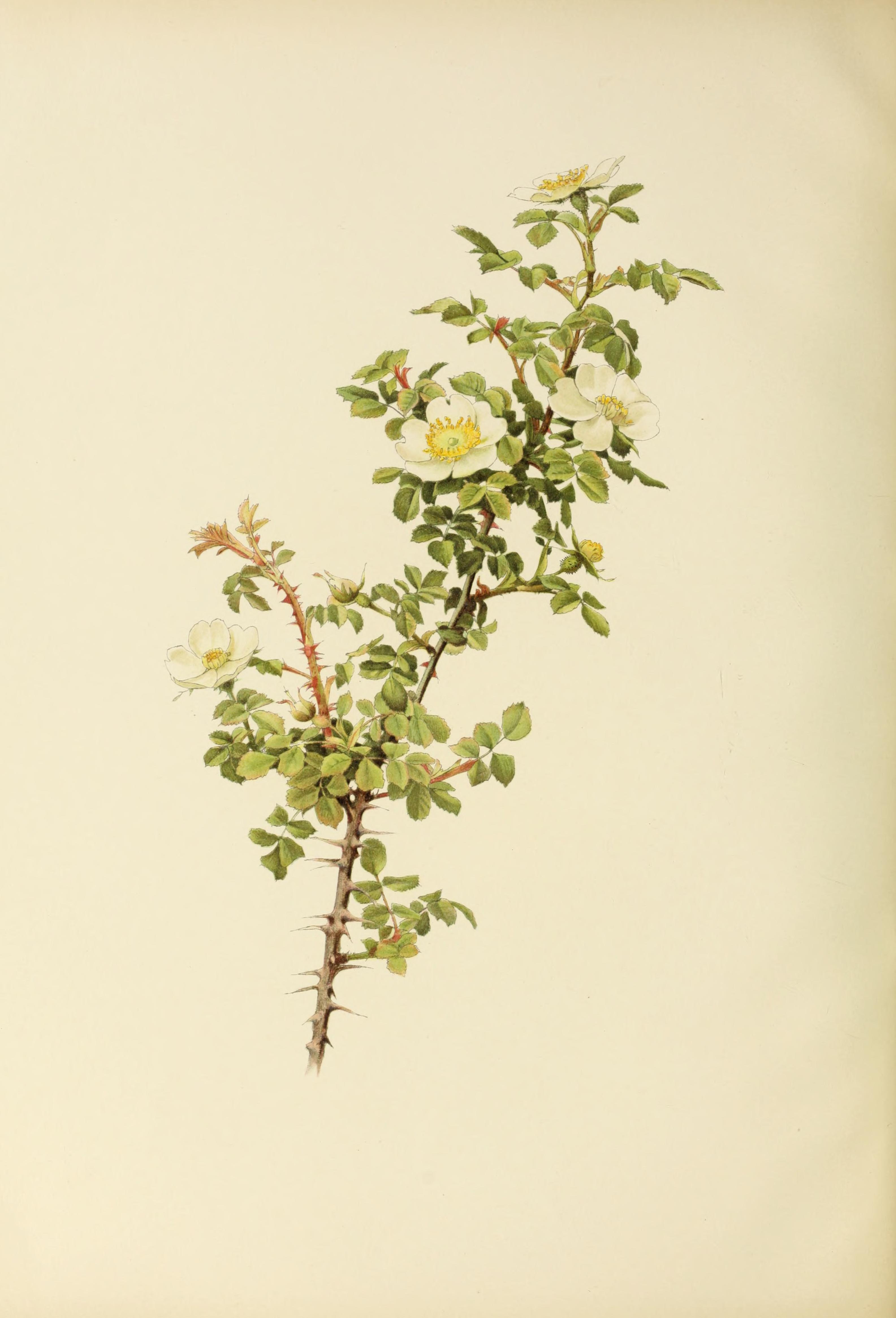 no full size  illustration available (3a)