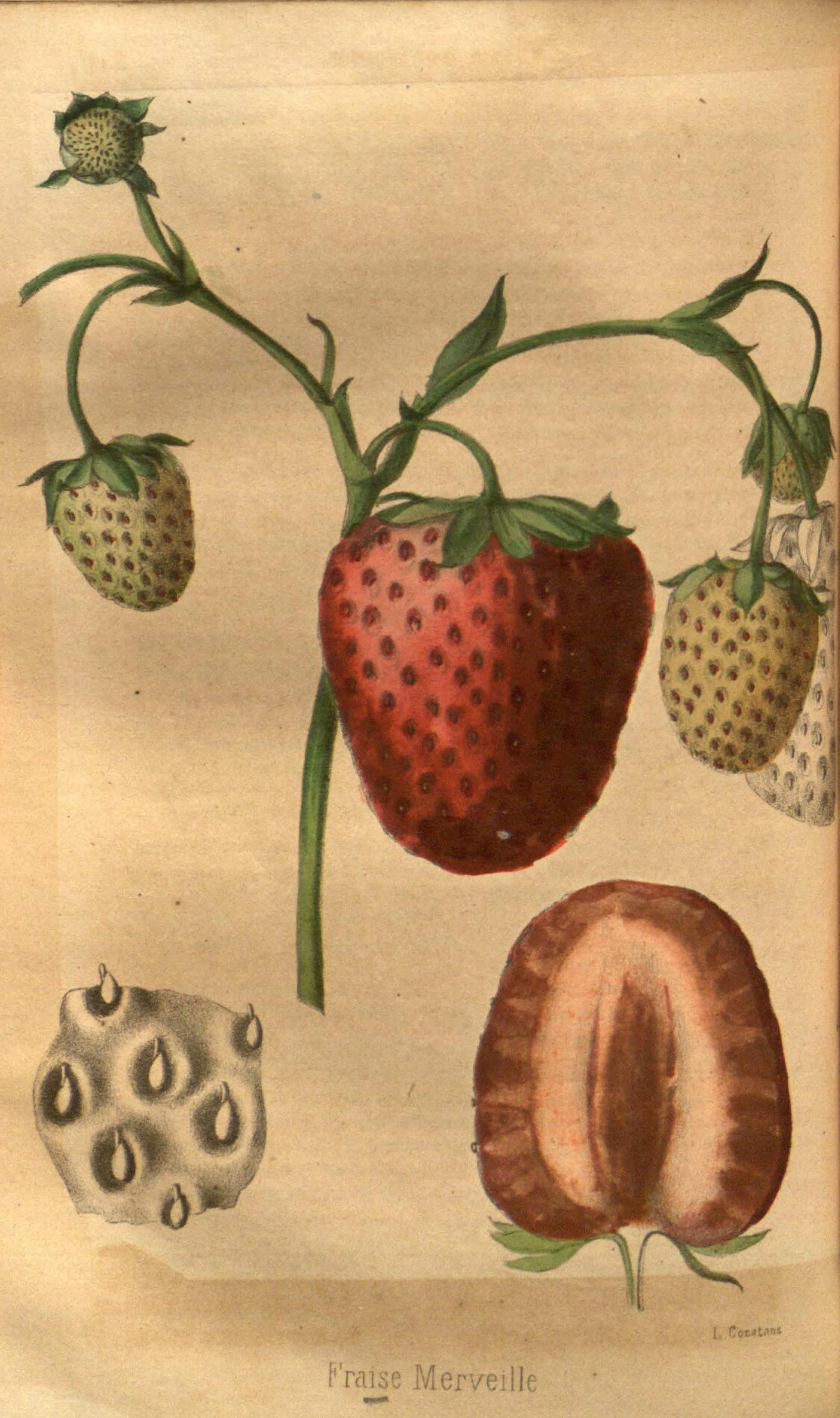 no full size  illustration available (3a)