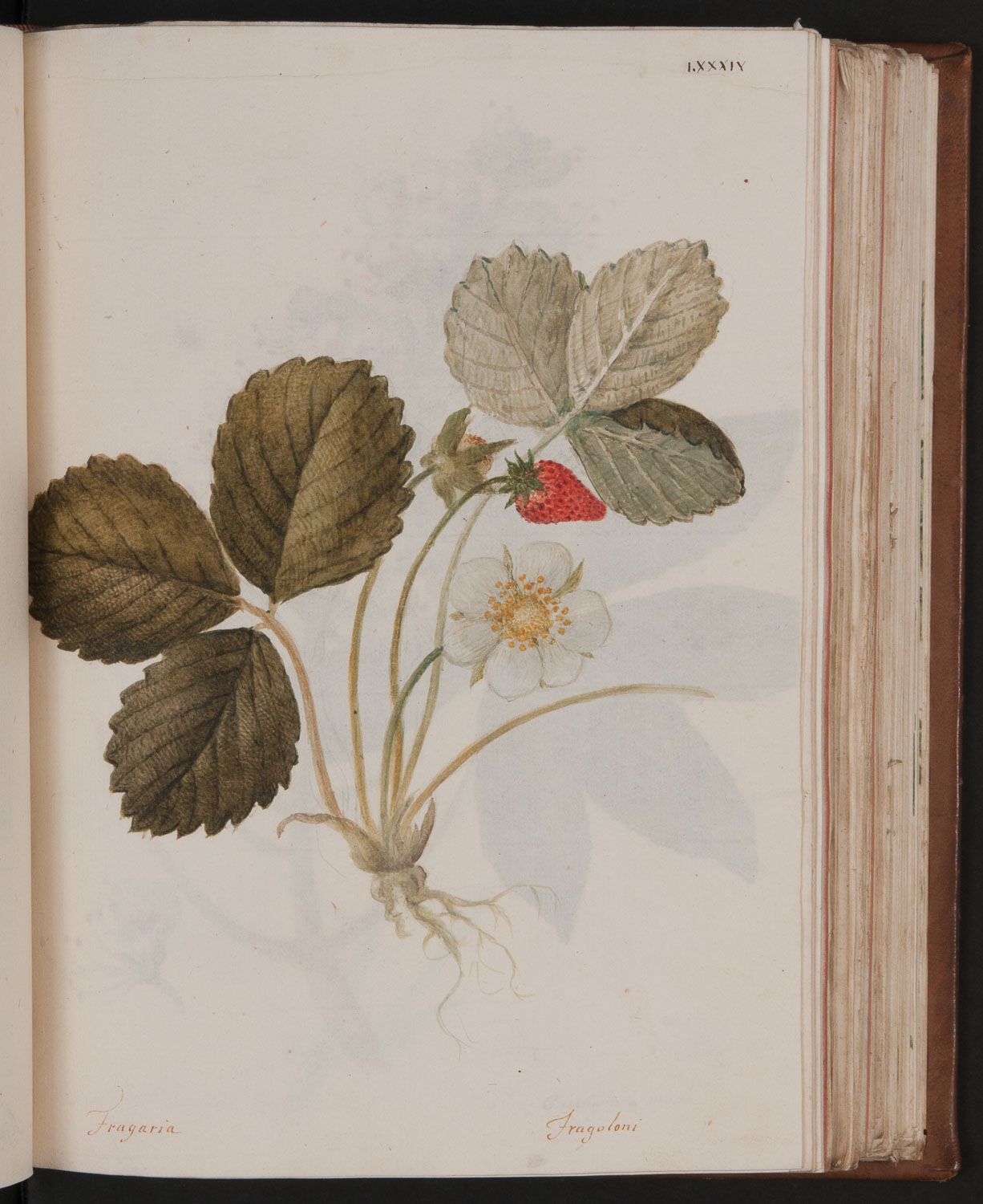 no full size  illustration available (3a)