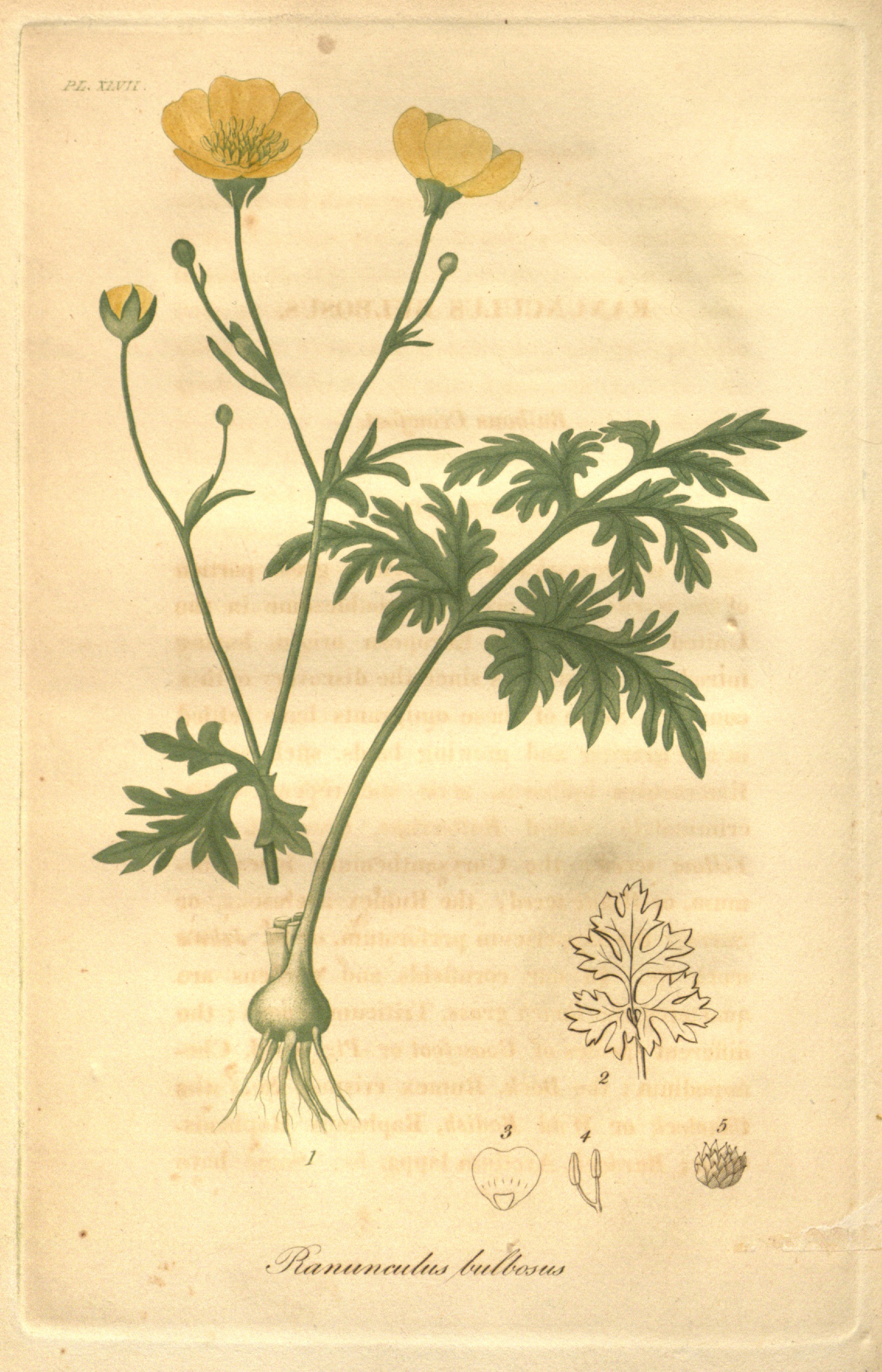 no full size  illustration available (3a)