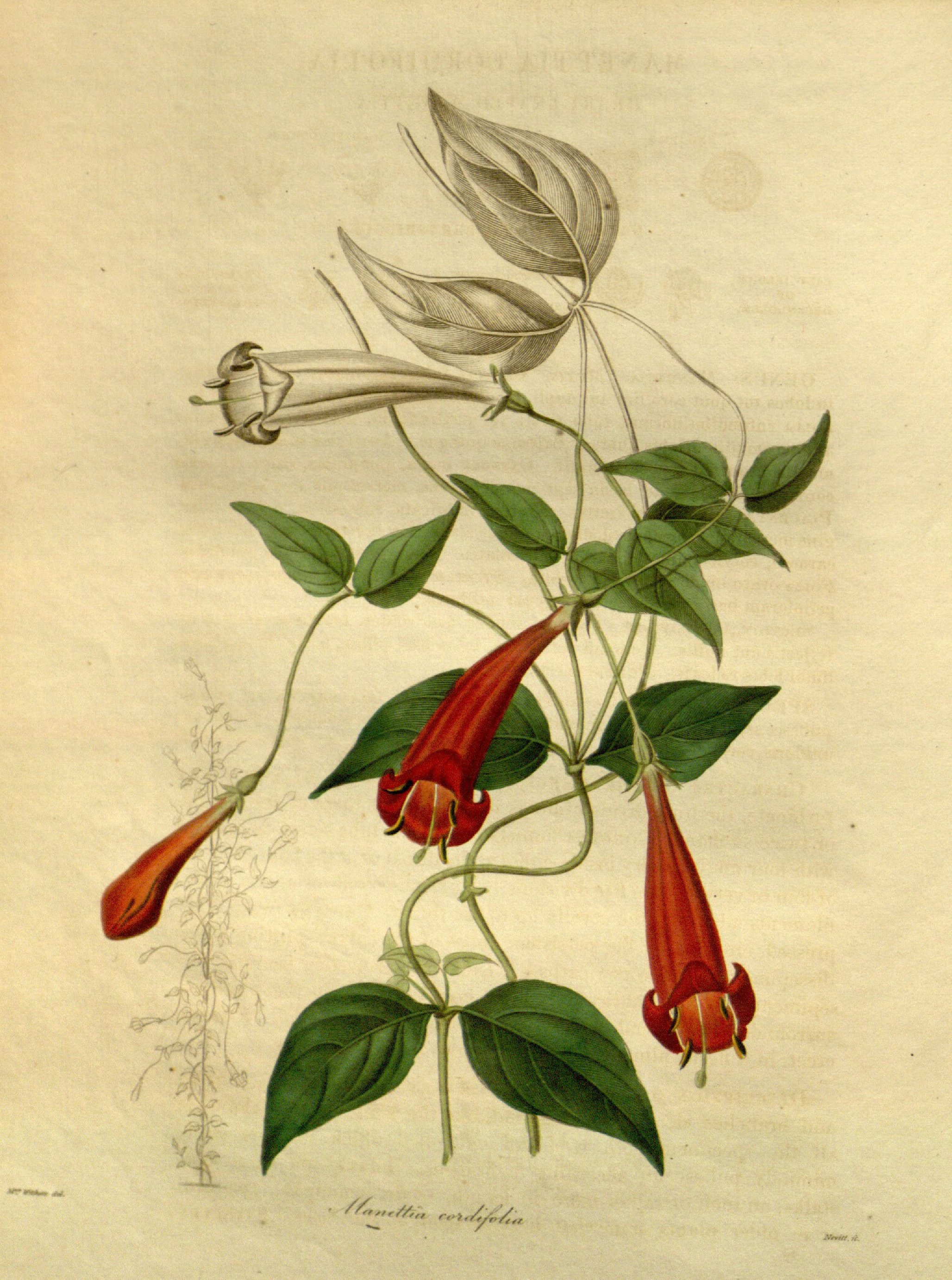 no full size  illustration available (3a)