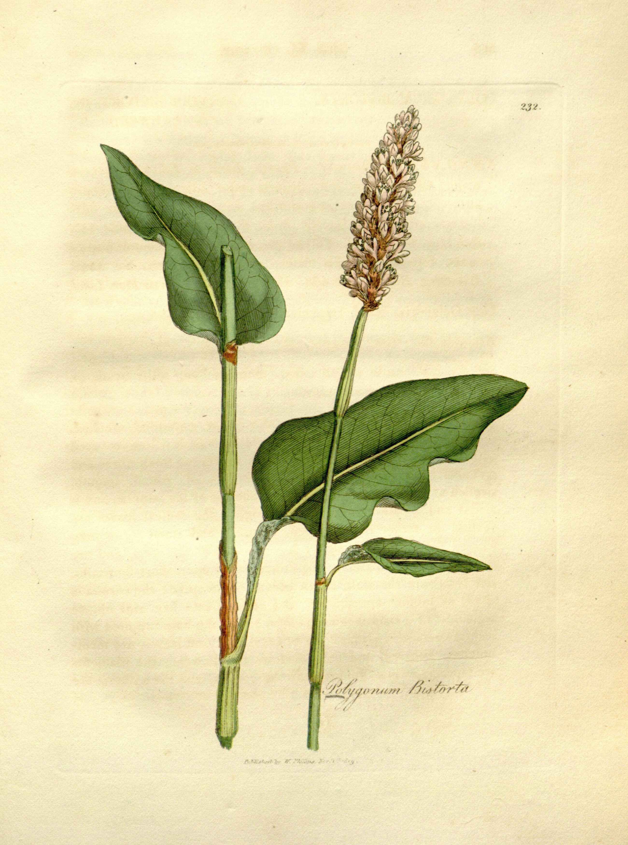 no full size  illustration available (3a)