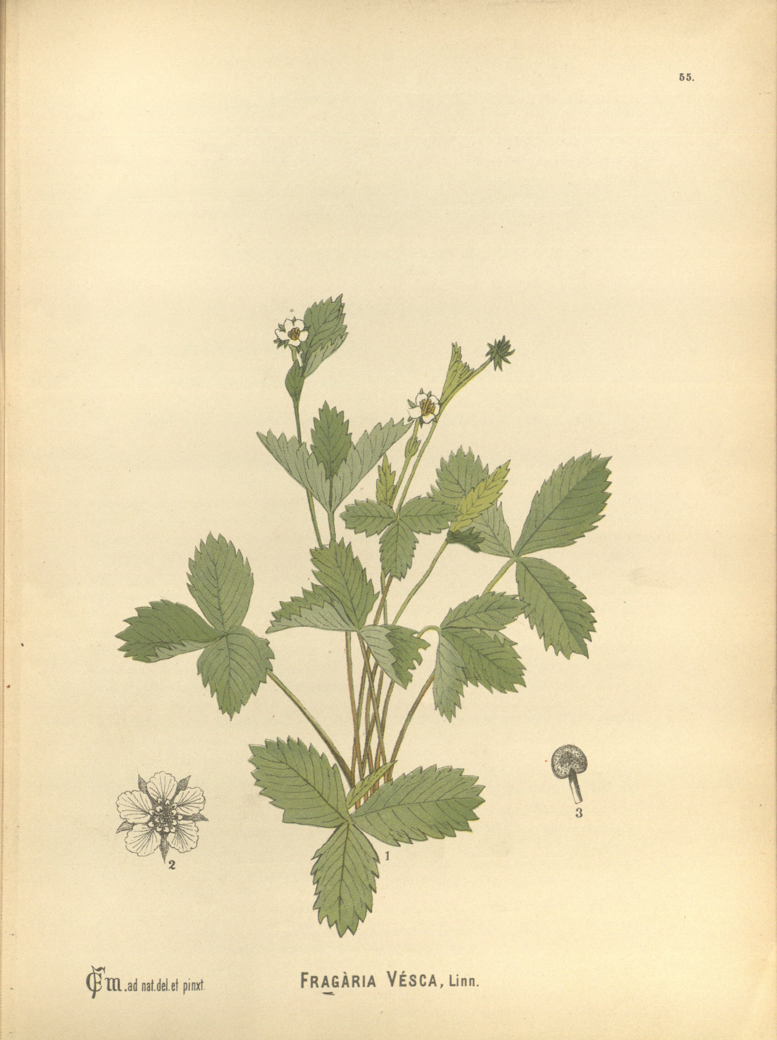 no full size  illustration available (3a)