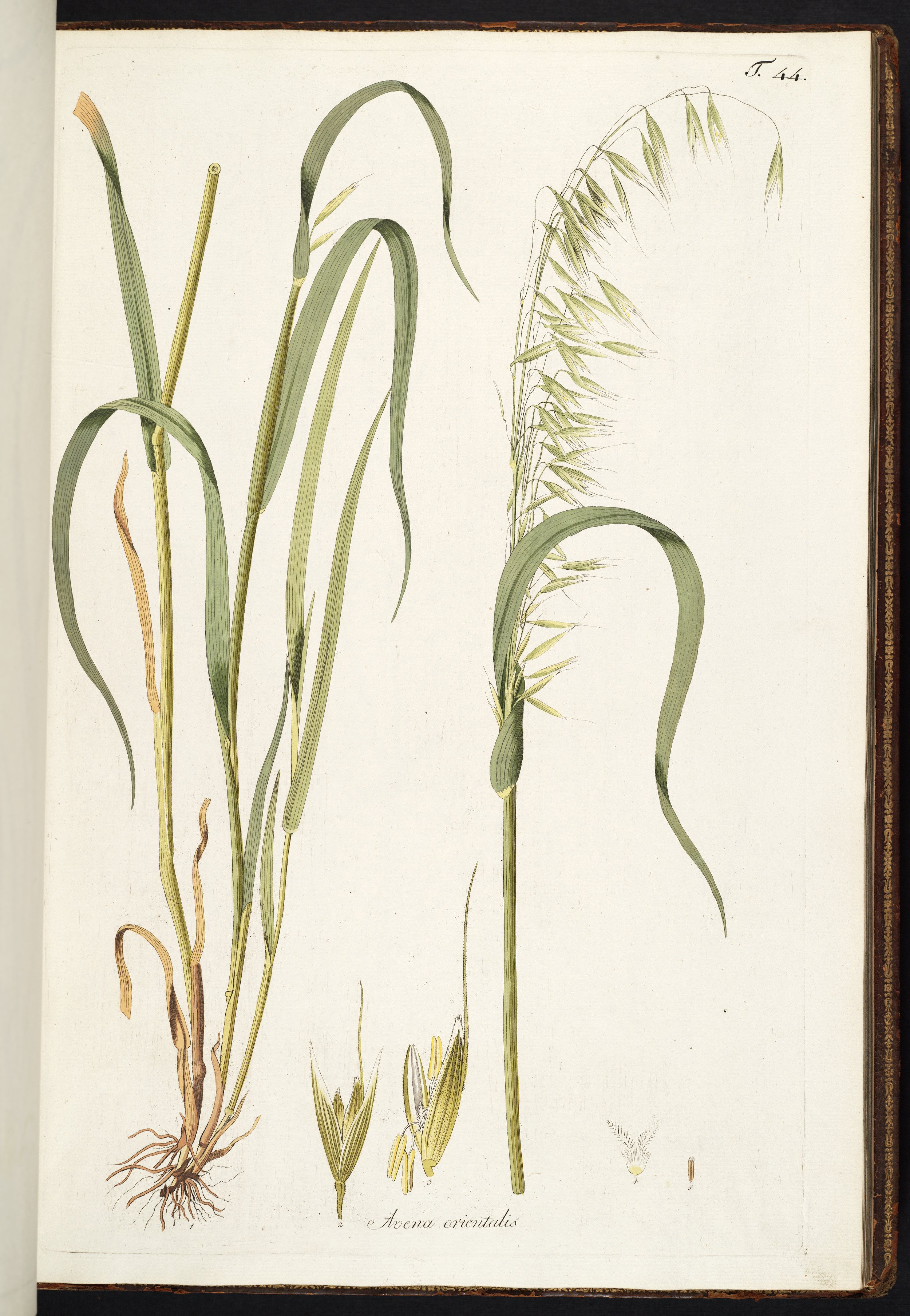 no full size  illustration available (3a)