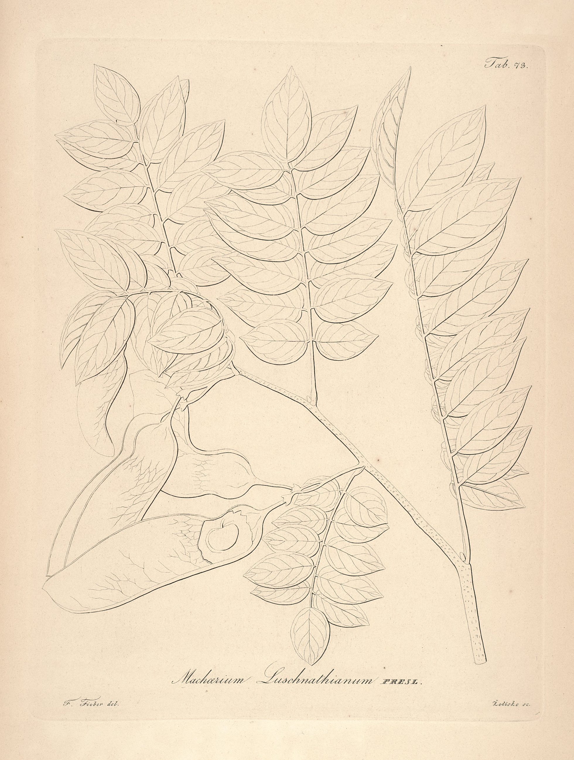 no full size  illustration available (3a)