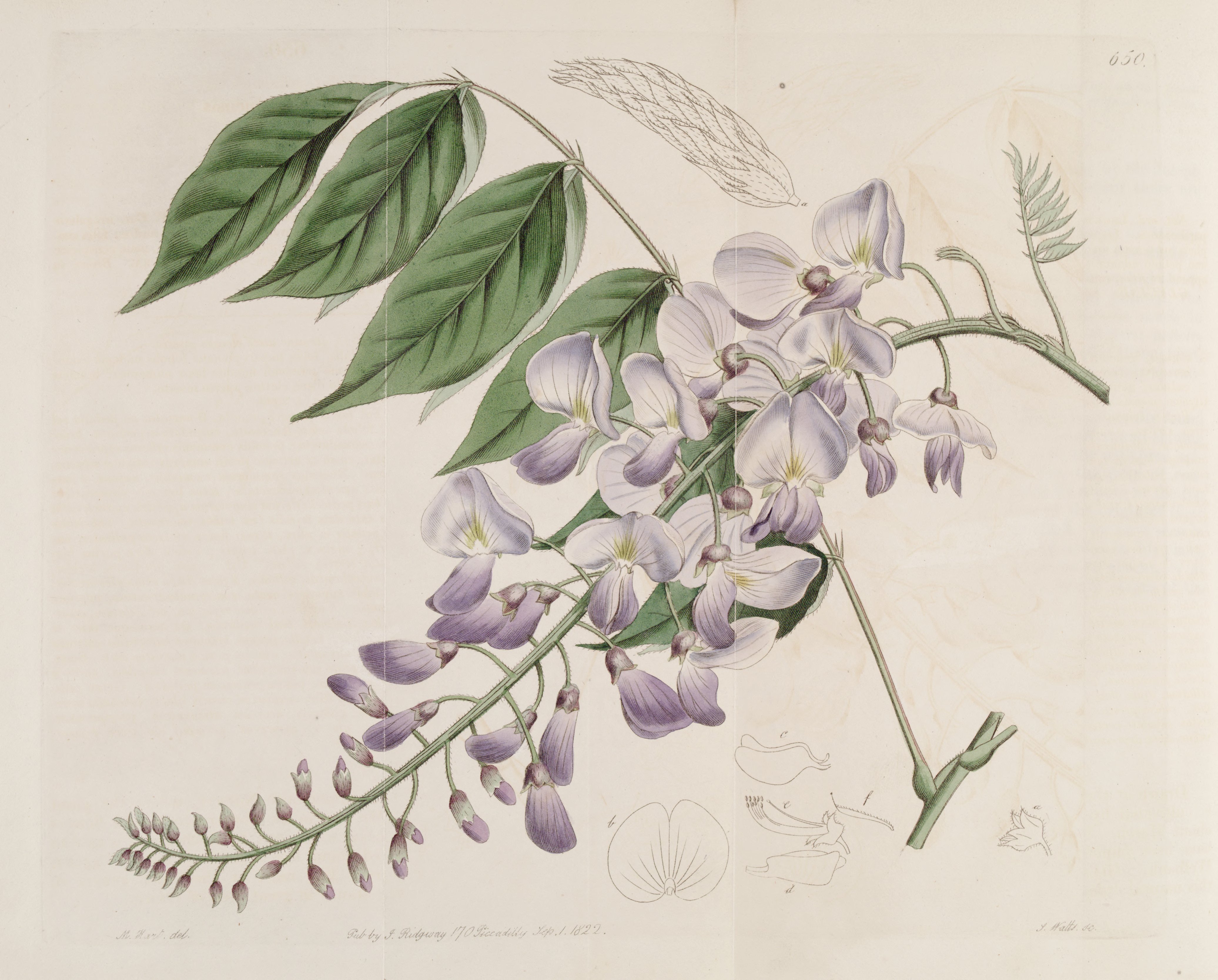 no full size  illustration available (3a)